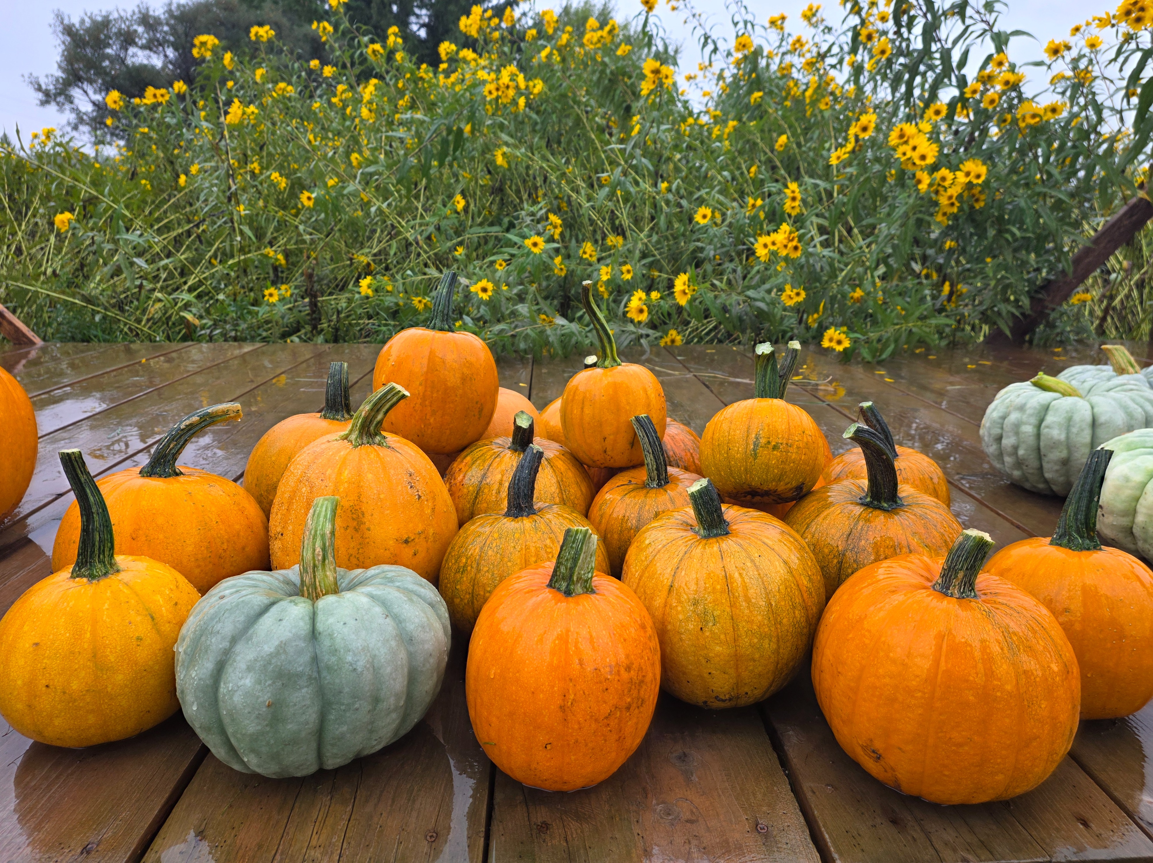 Small Pumpkins