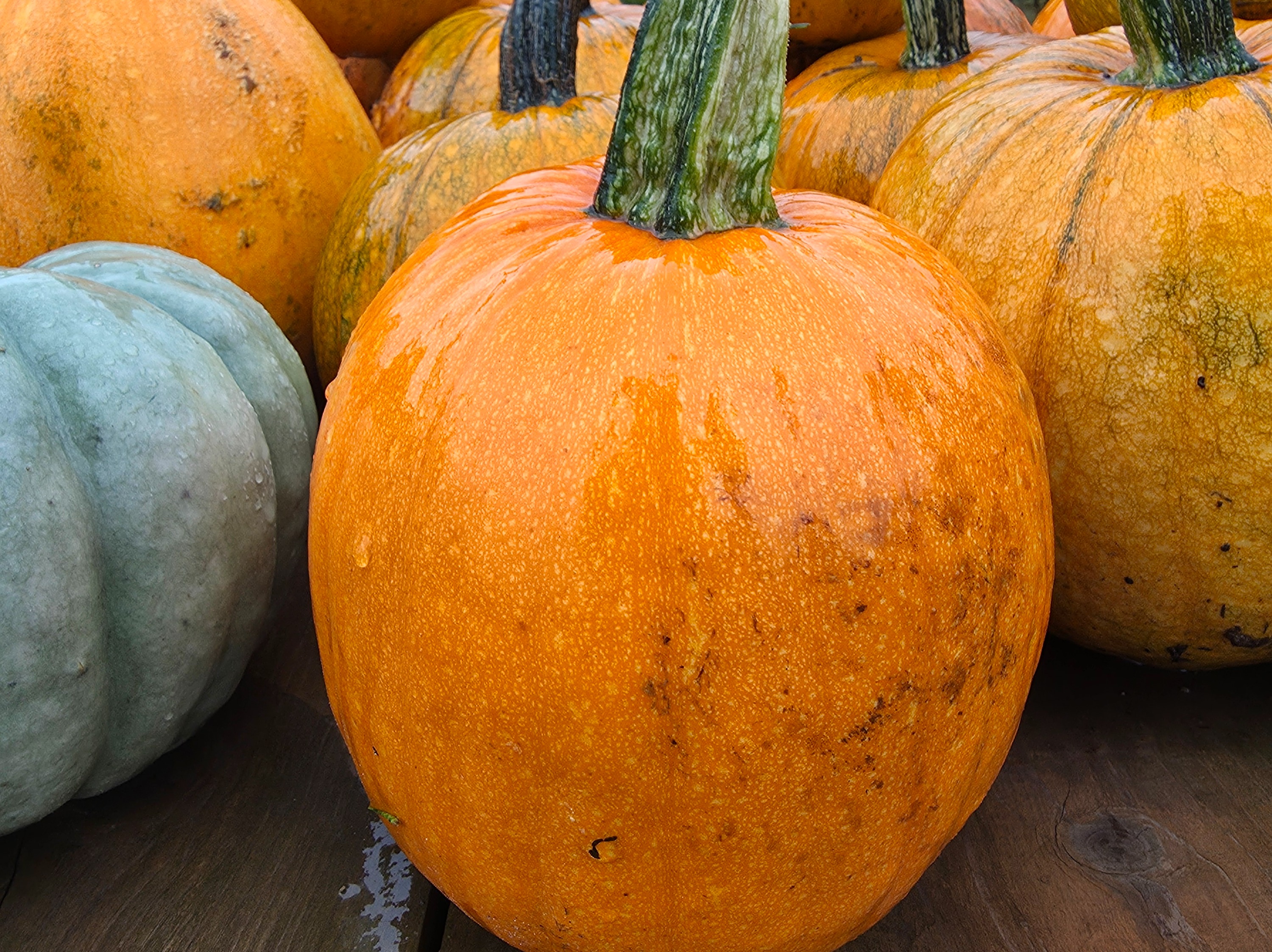 Thumbnail image 2 for Small Pumpkins
