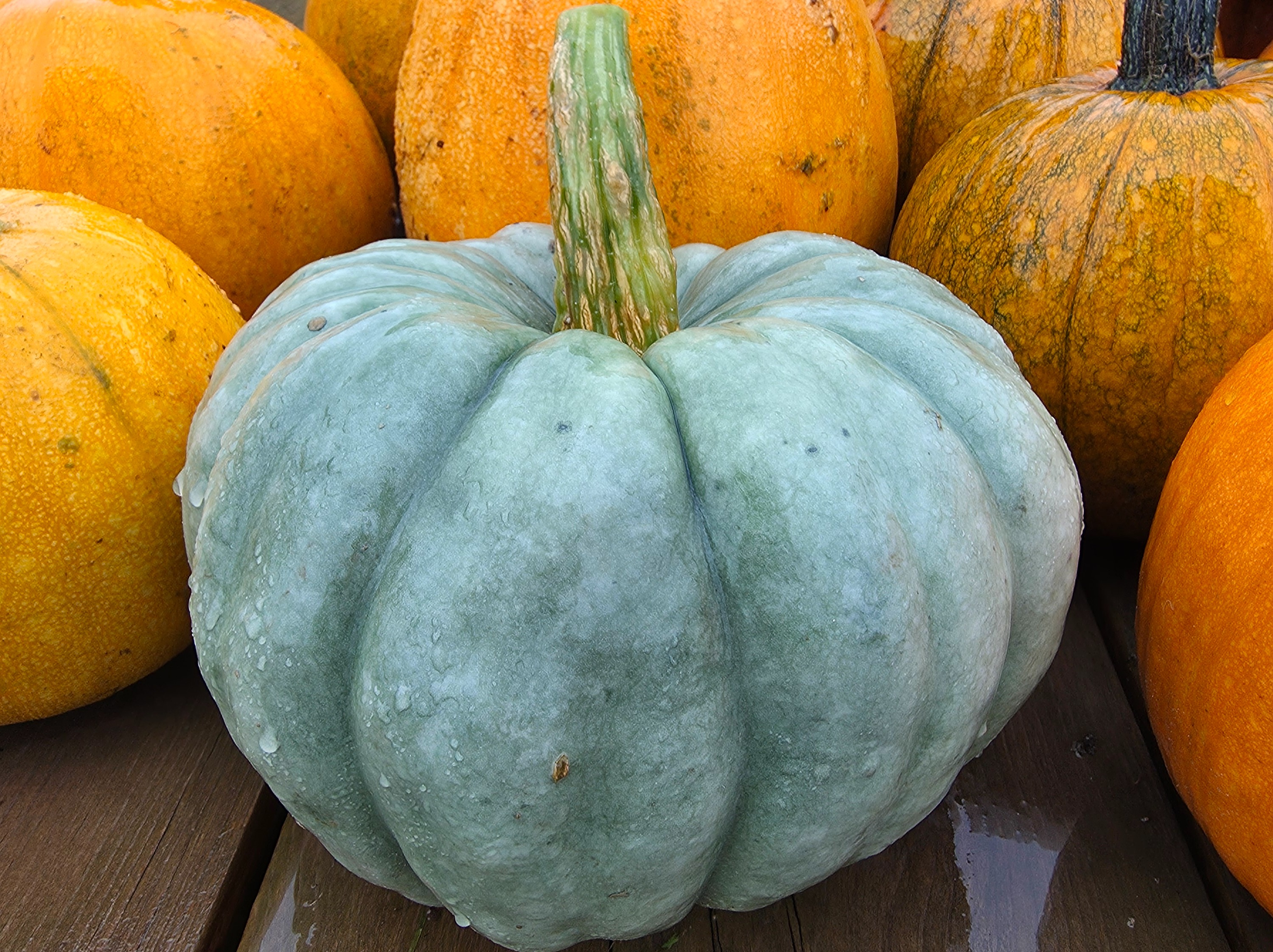 Thumbnail image 3 for Small Pumpkins