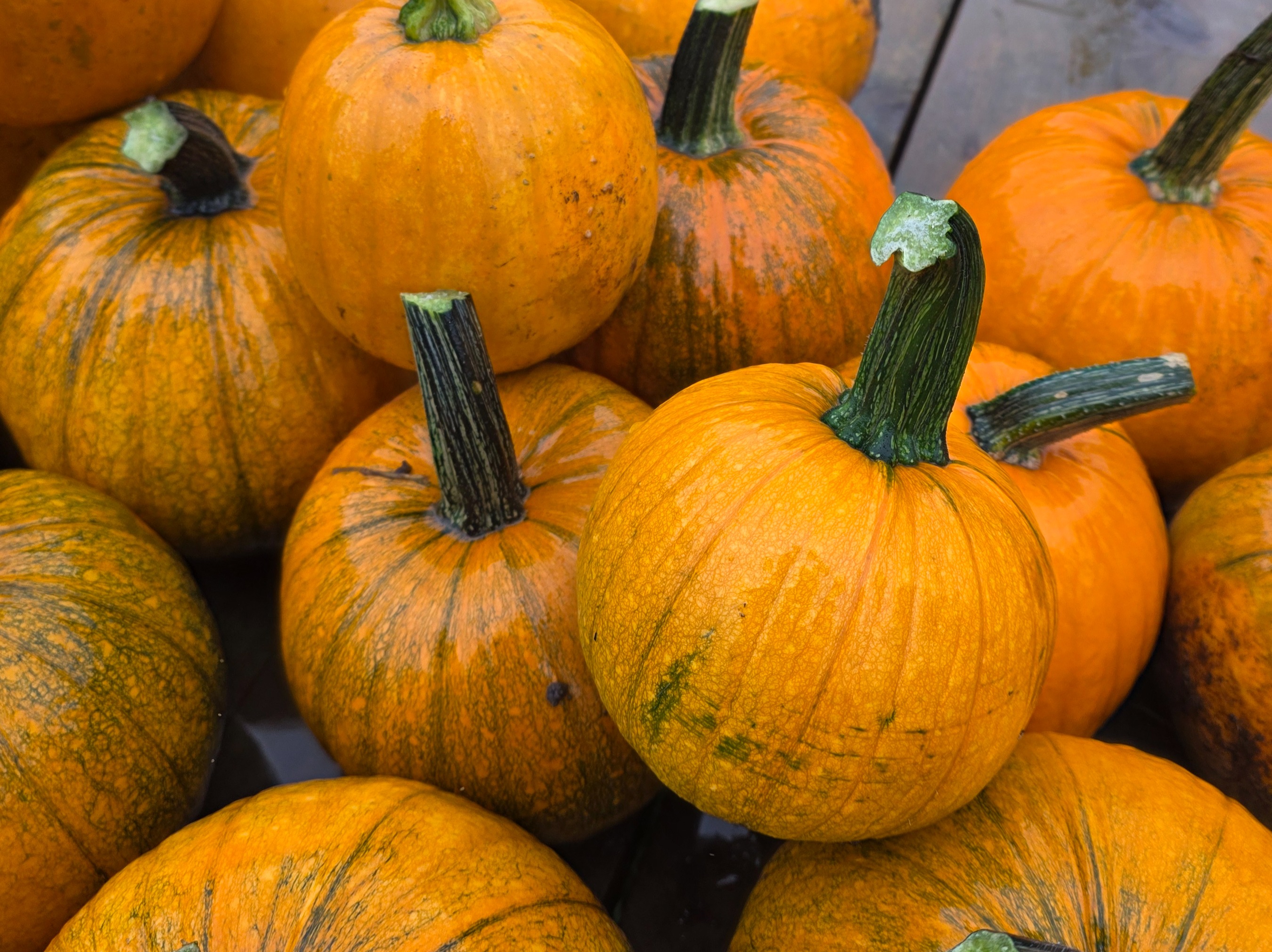 Thumbnail image 4 for Small Pumpkins