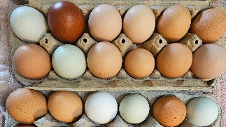 18 ct Eggs