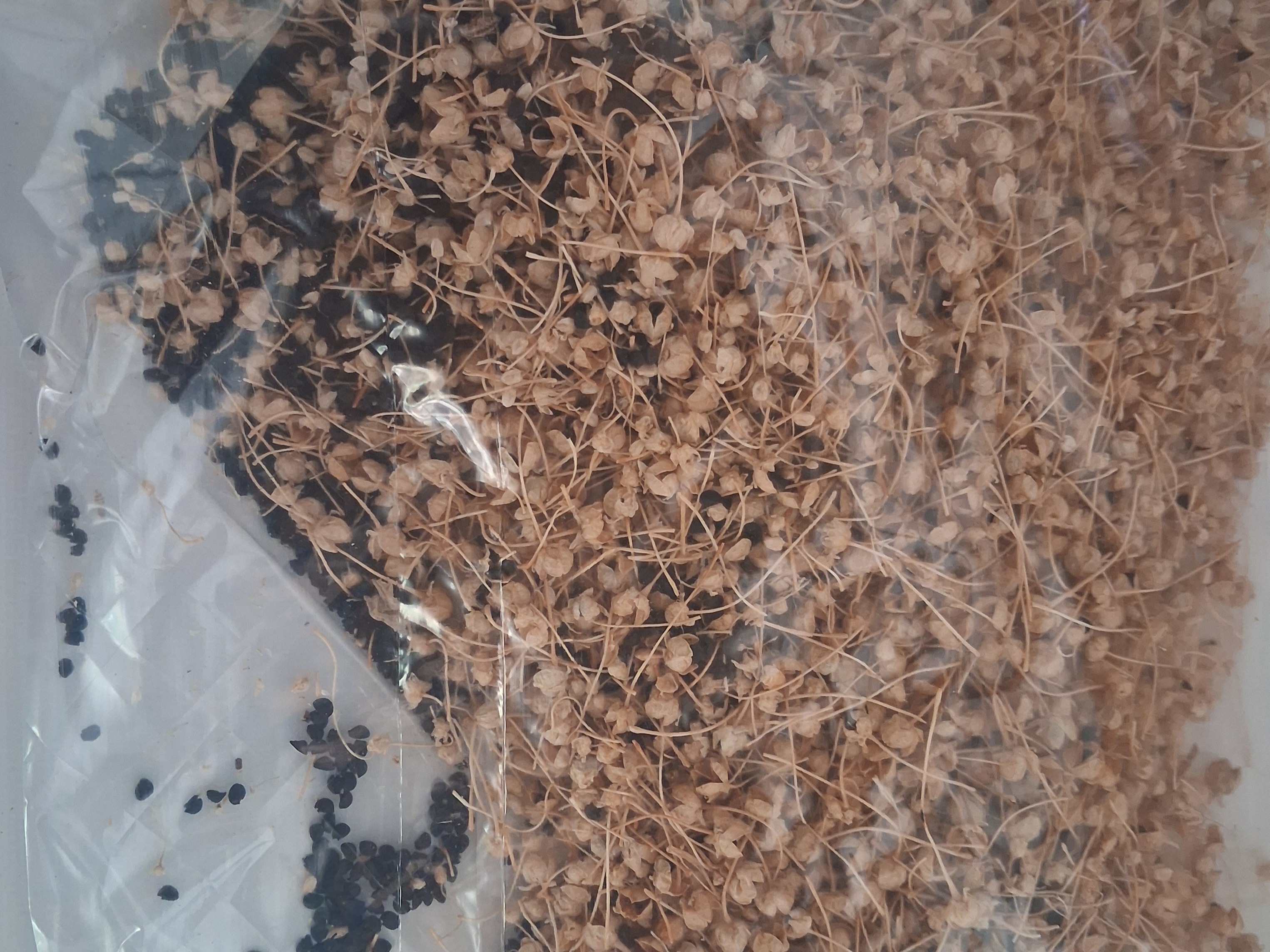 Green Onion Seeds, 50 seeds