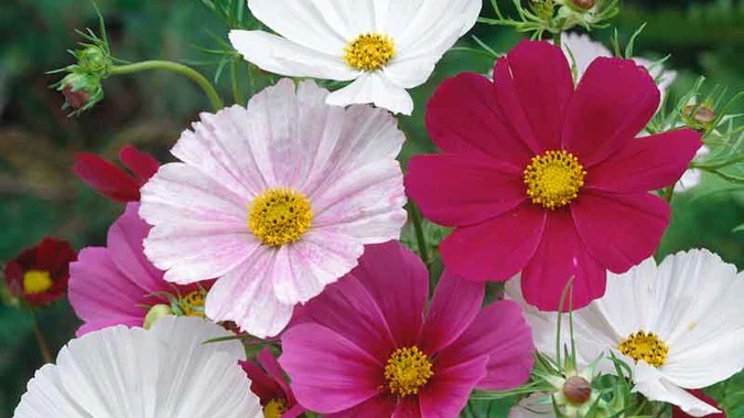 START - Cosmos - Versailles Tetra Mix