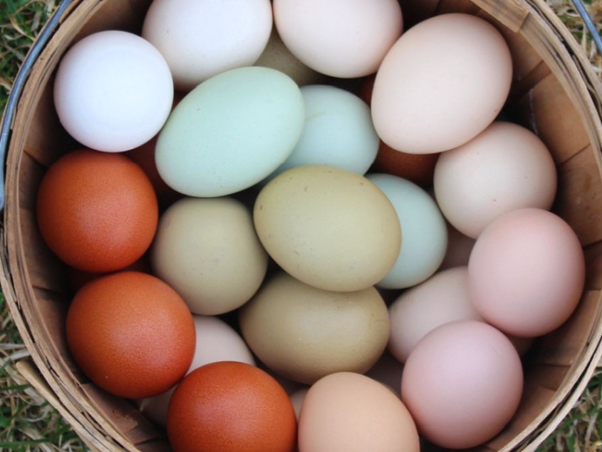 Brown/Blue Pasture Raised Eggs 
