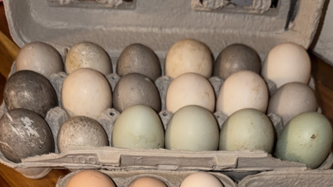 Duck eggs