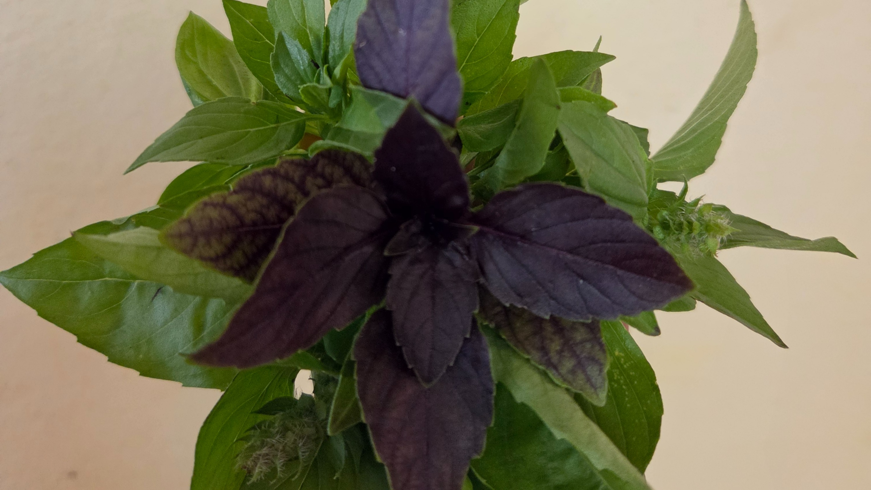 Fresh Basil