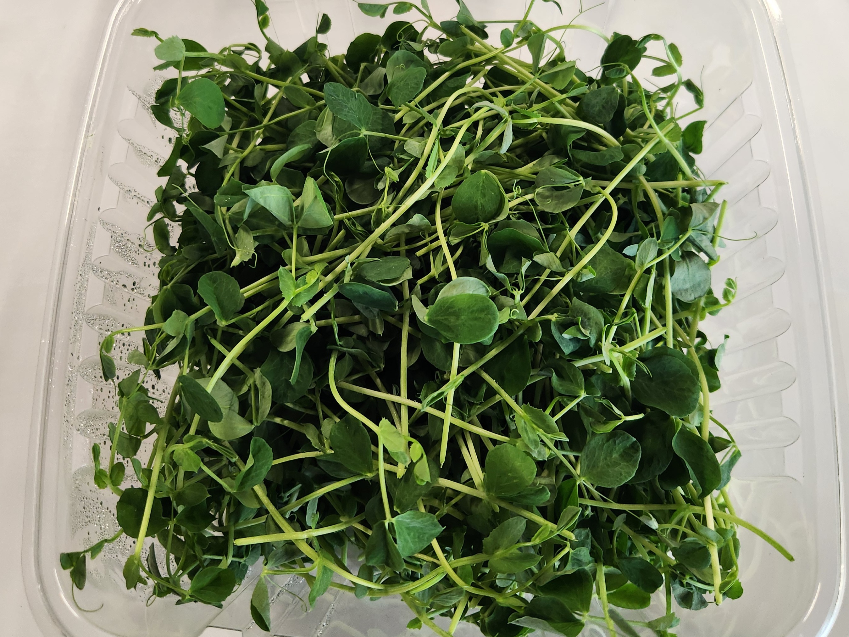 Thumbnail image 2 for Pea Shoot Microgreens 2 Oz
