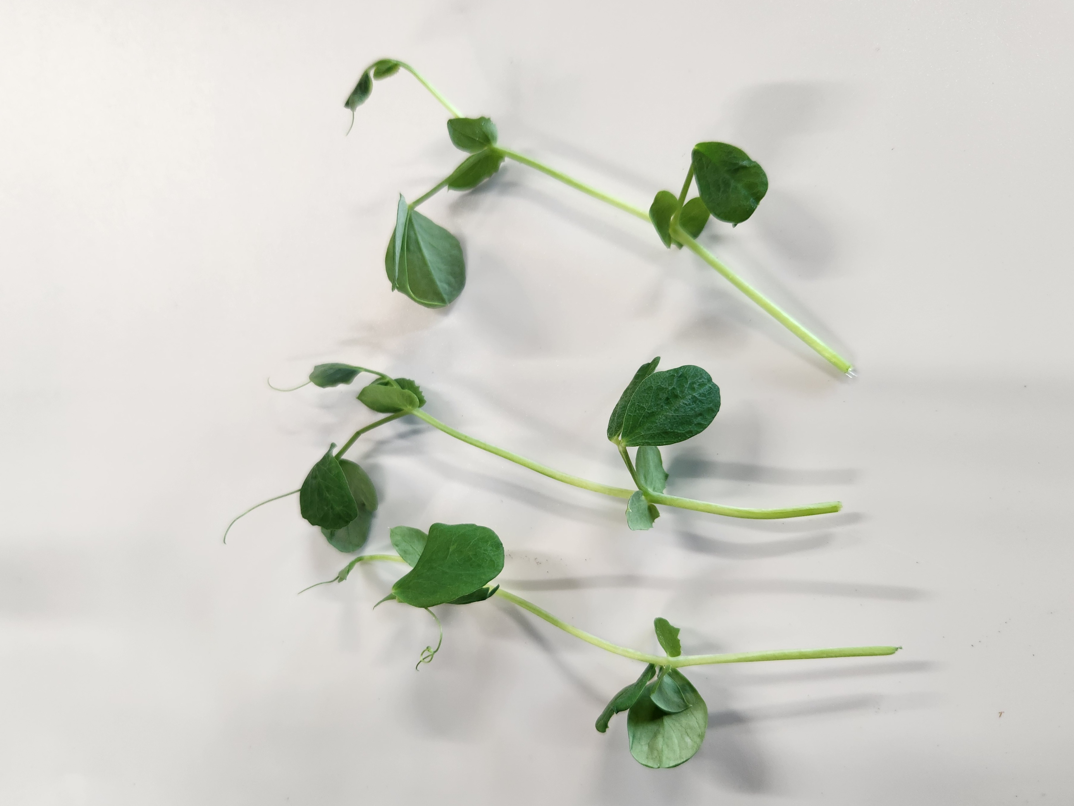 Thumbnail image 3 for Pea Shoot Microgreens 2 Oz