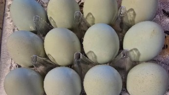 Xl Blue Eggs 