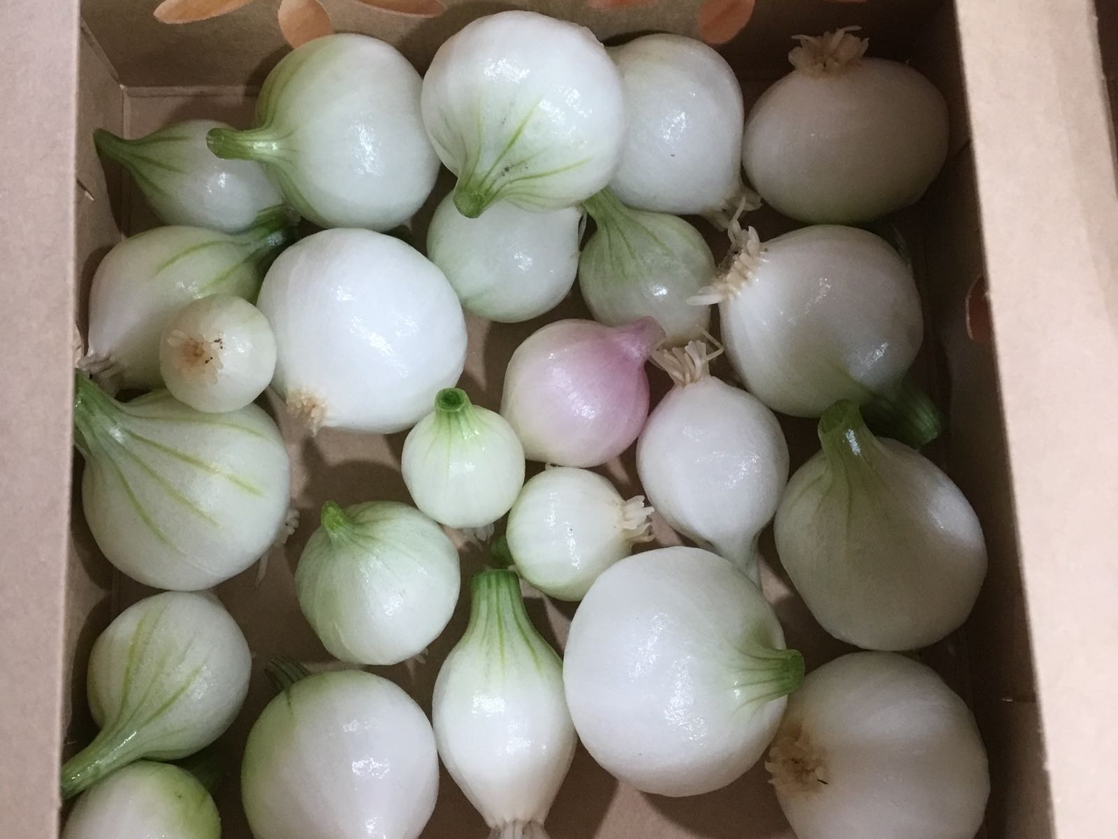 Fresh - Mini Eclipse Onion