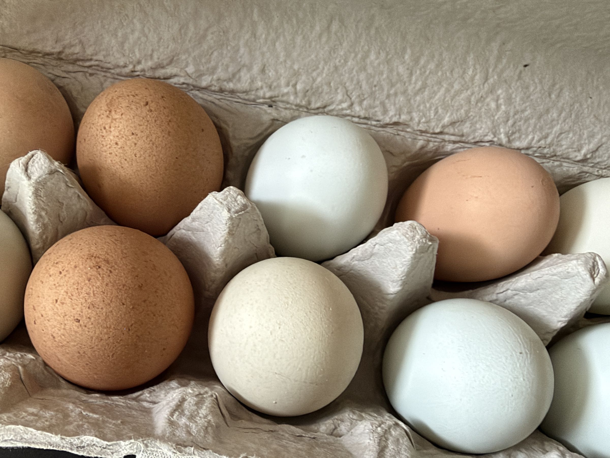 Thumbnail image 1 for Medium Nest-Fresh Chicken Eggs