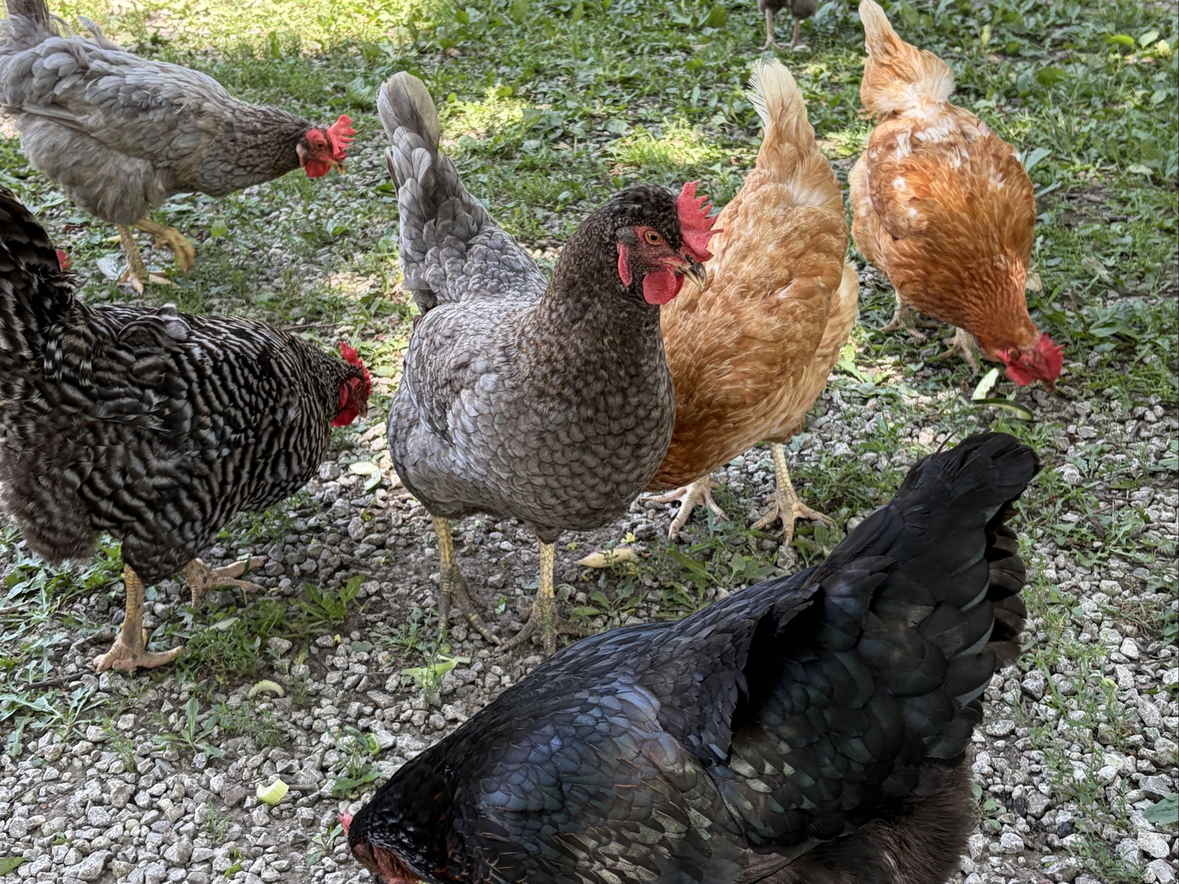 Thumbnail image 3 for Medium Nest-Fresh Chicken Eggs