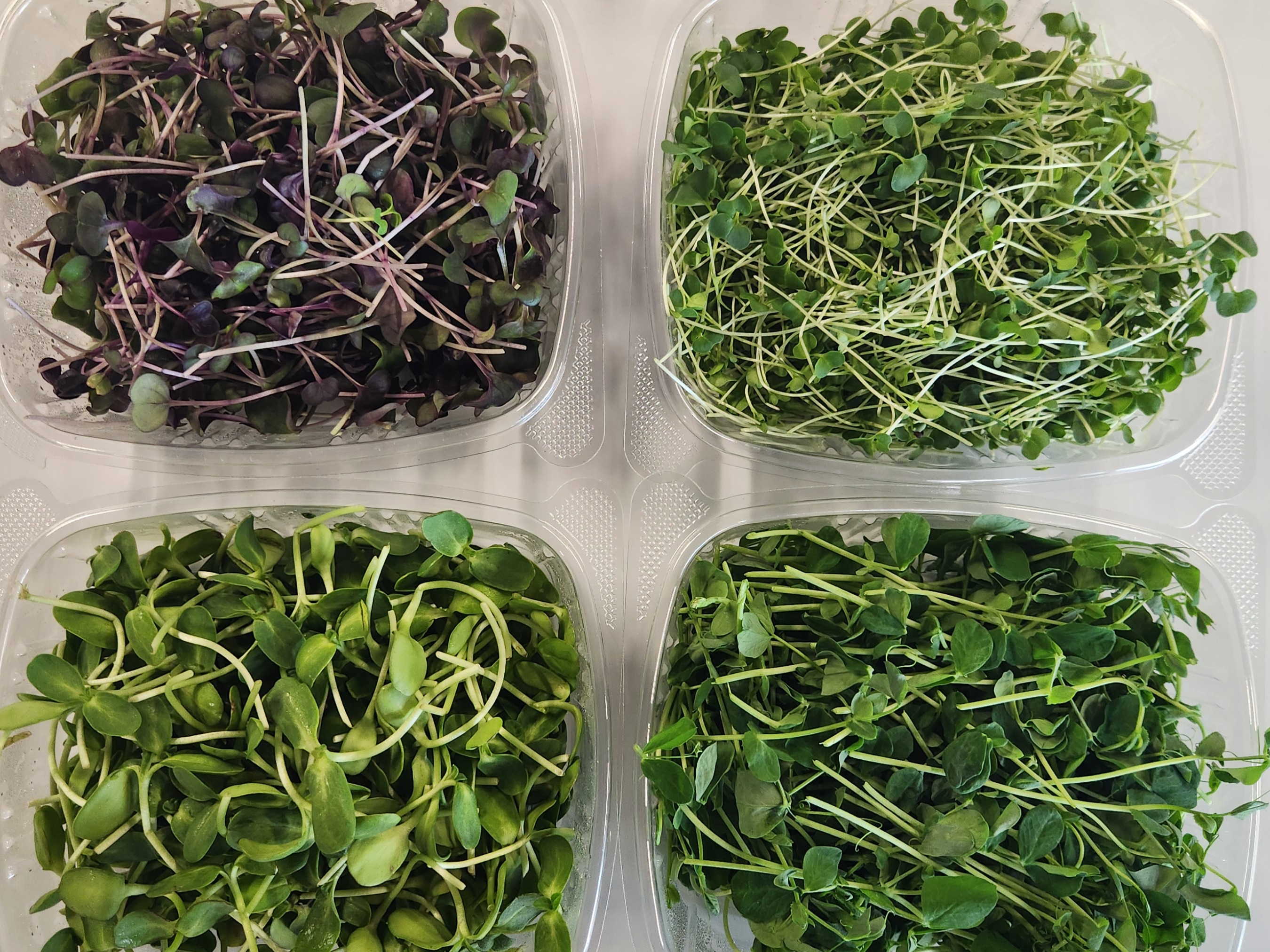 Thumbnail image 2 for 4 containers of our most popular microgreens