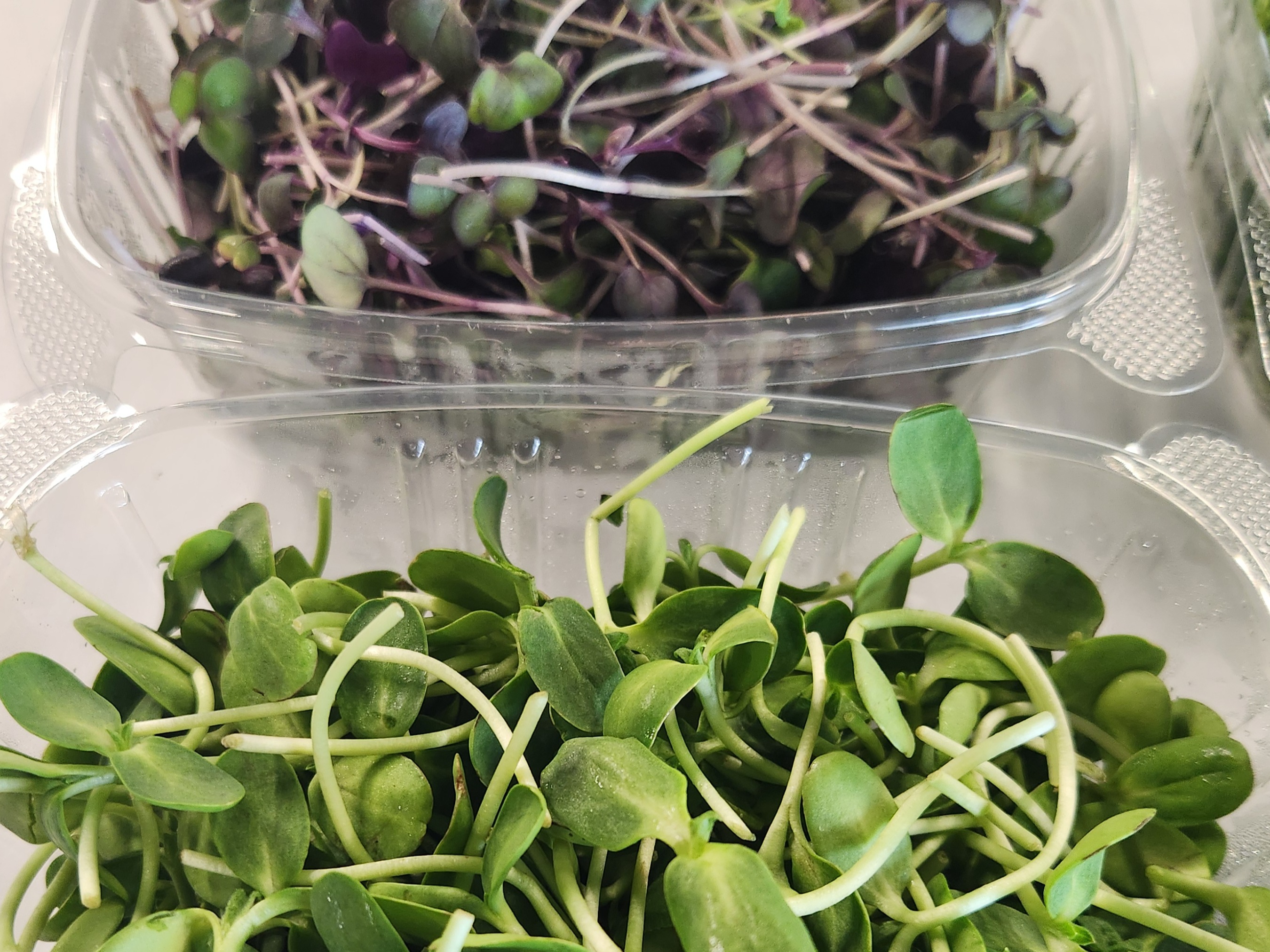 Thumbnail image 3 for 4 containers of our most popular microgreens
