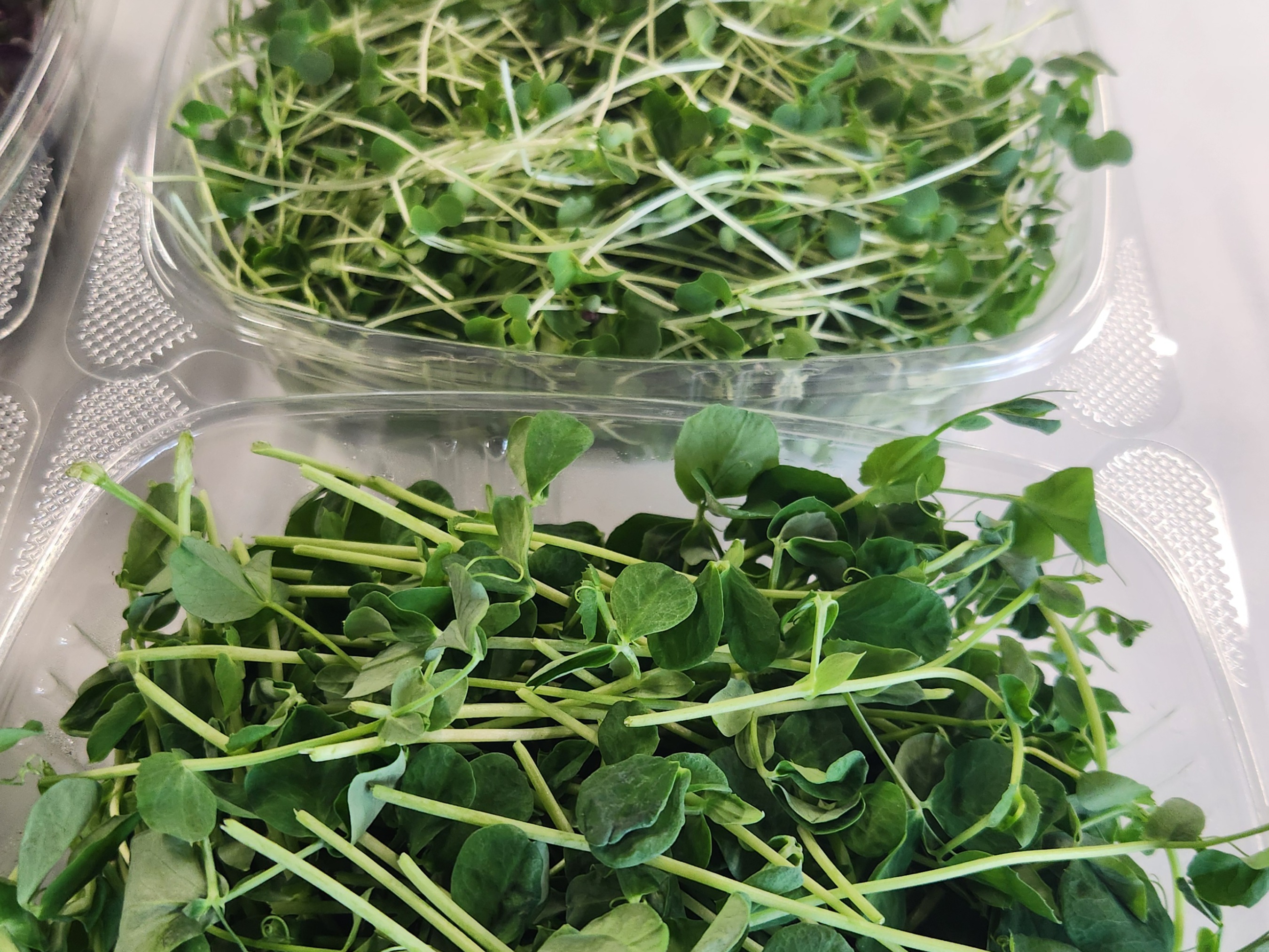 Thumbnail image 4 for 4 containers of our most popular microgreens