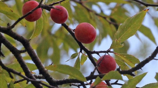 Thumbnail image 2 for Chickasaw Plum, Prunus angustifolia (1-gallon)