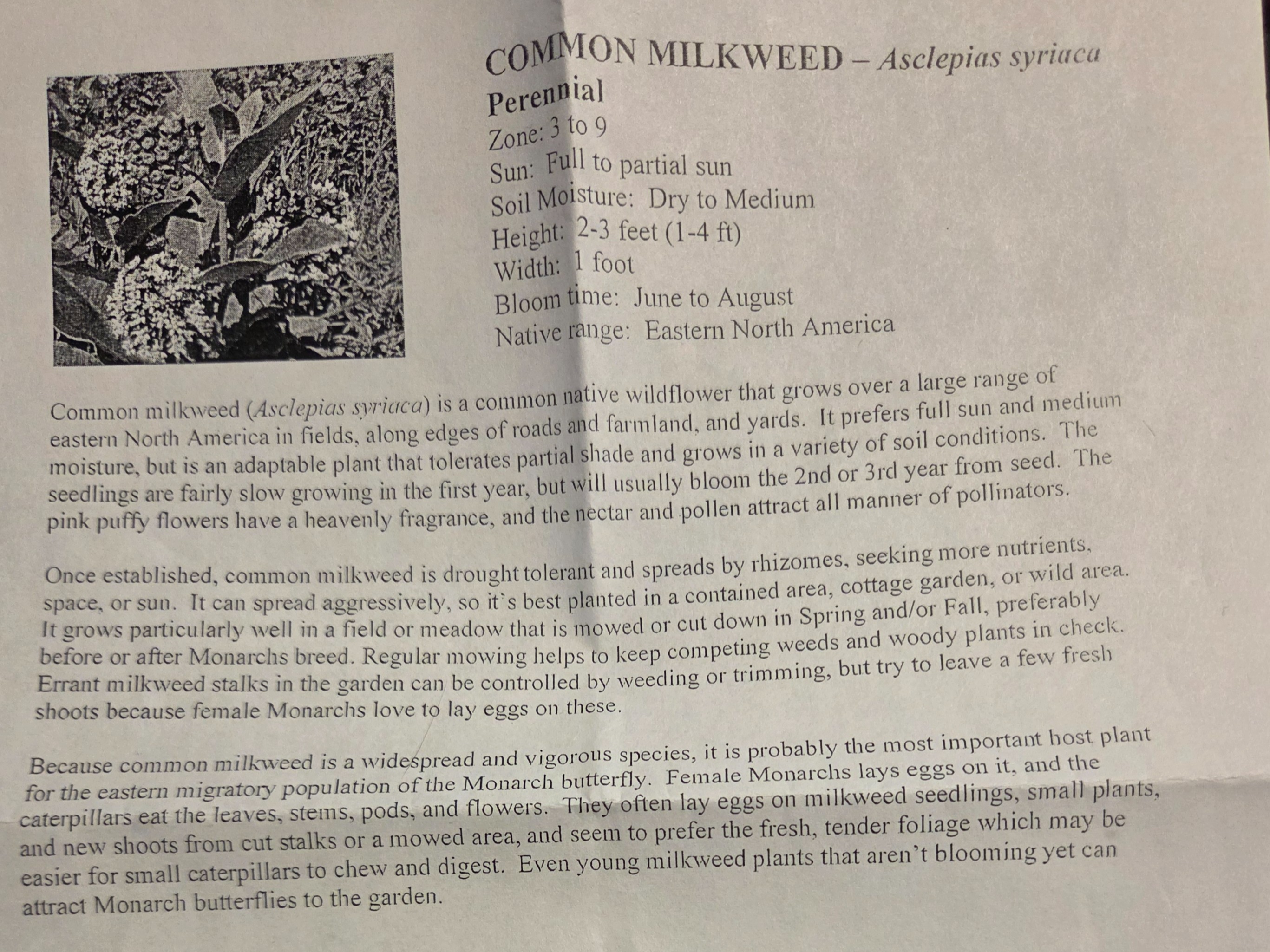 Thumbnail image 1 for Common Milkweed Seeds