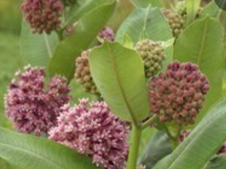 Thumbnail image 3 for Common Milkweed Seeds