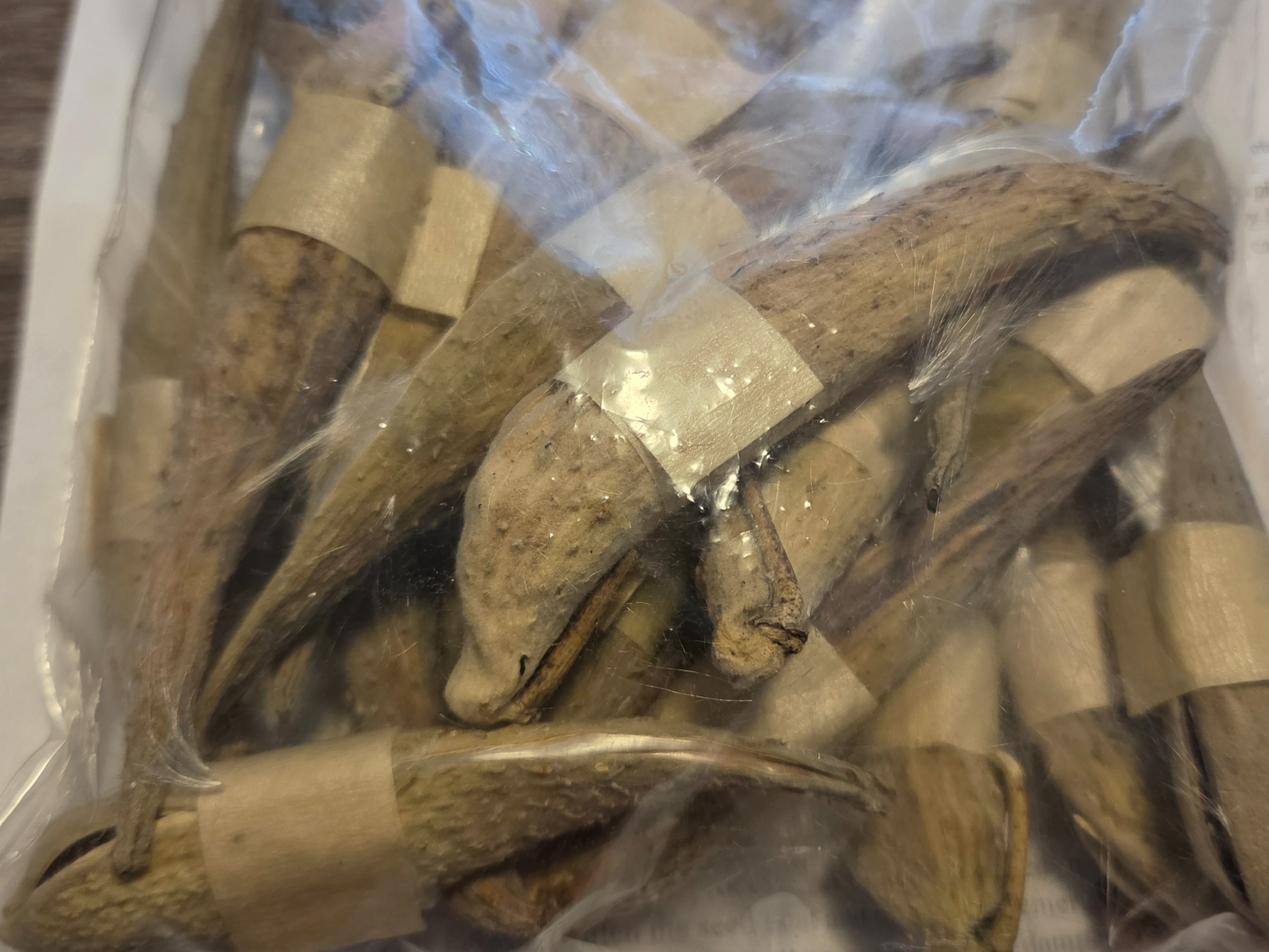 Thumbnail image 4 for Common Milkweed Seeds