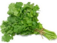 Cilantro