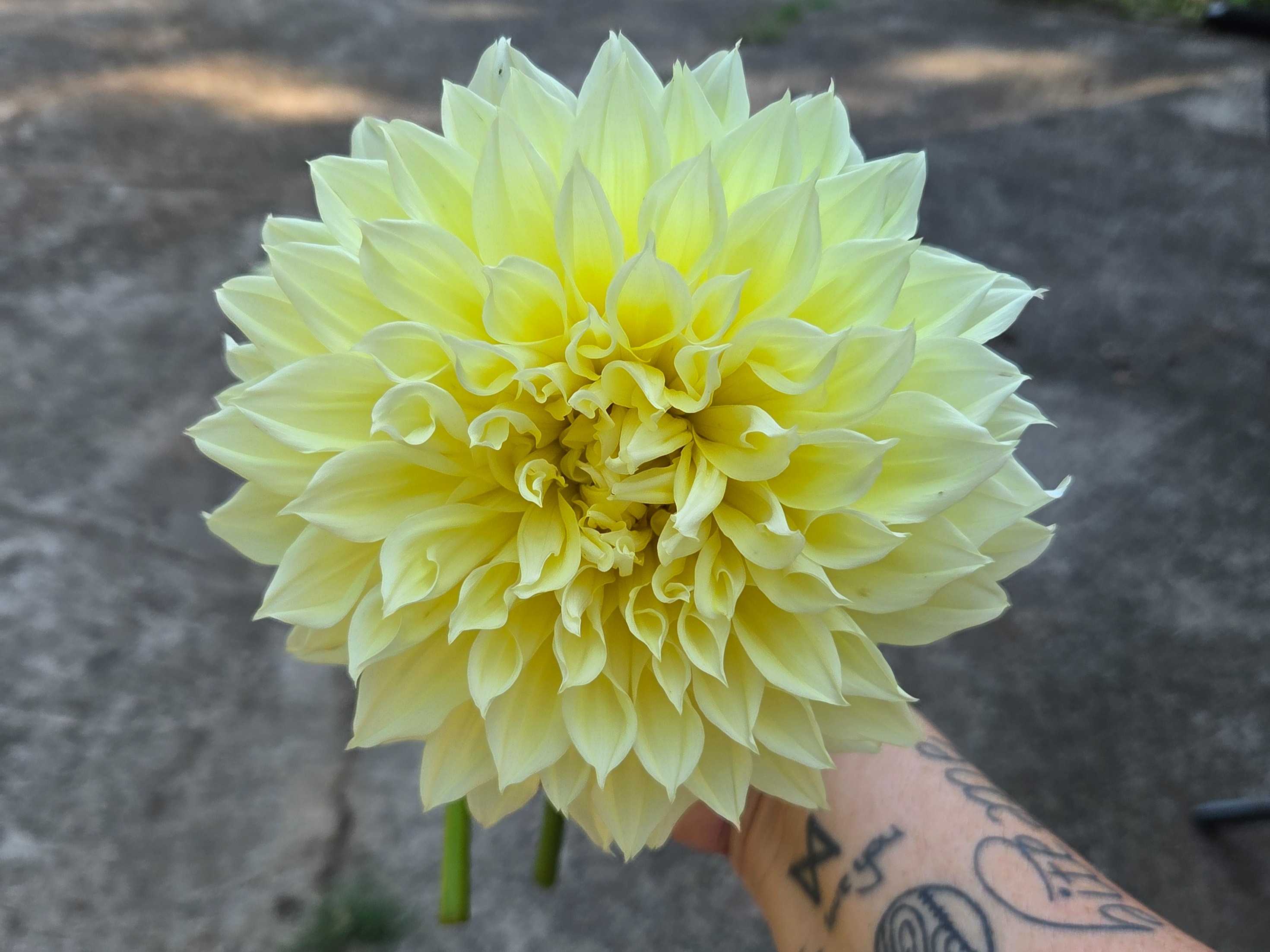 Kelvin Floodlight Dahlia