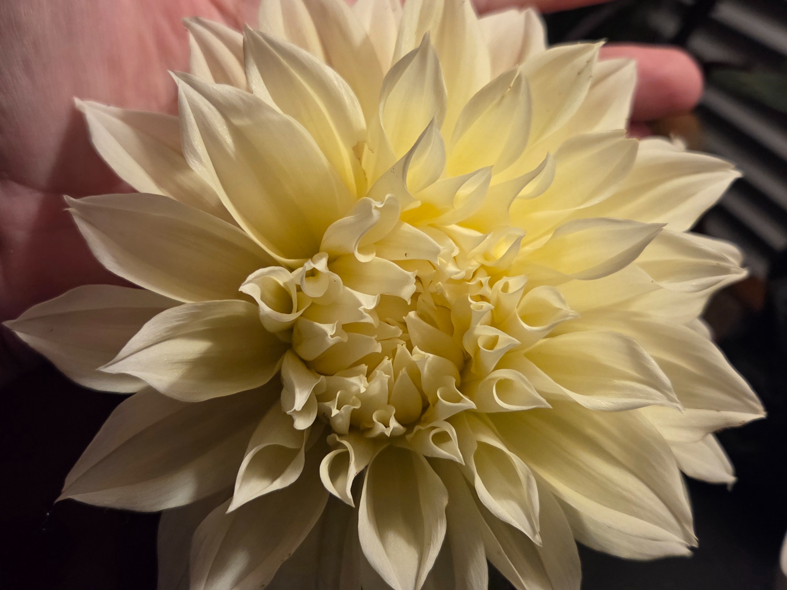 Thumbnail image 2 for Kelvin Floodlight Dahlia