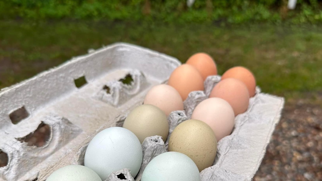 Farm Fresh Eggs (1 doz)