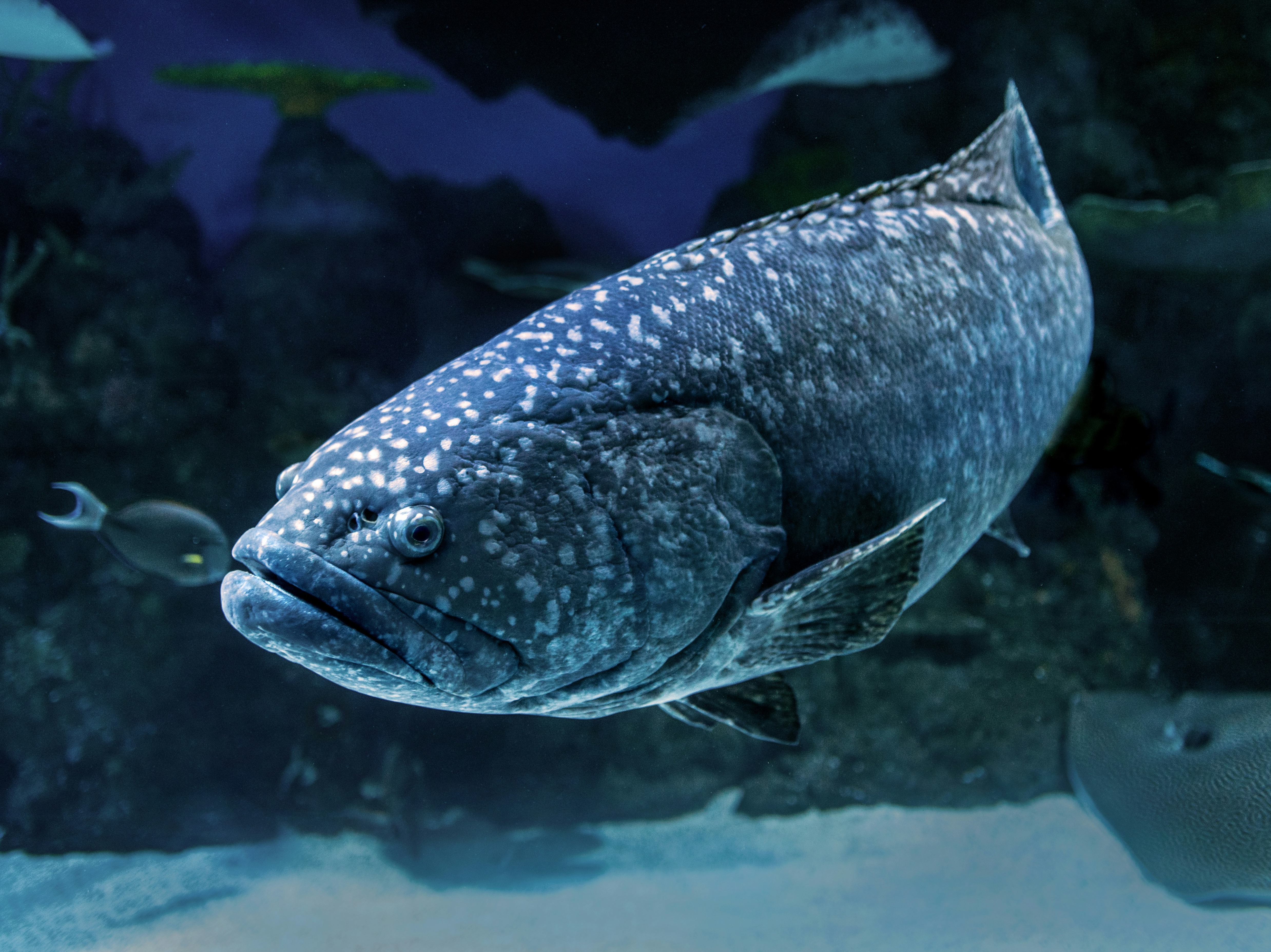 Fresh Wild Caught Gulf Grouper Fillet (8-12 oz)