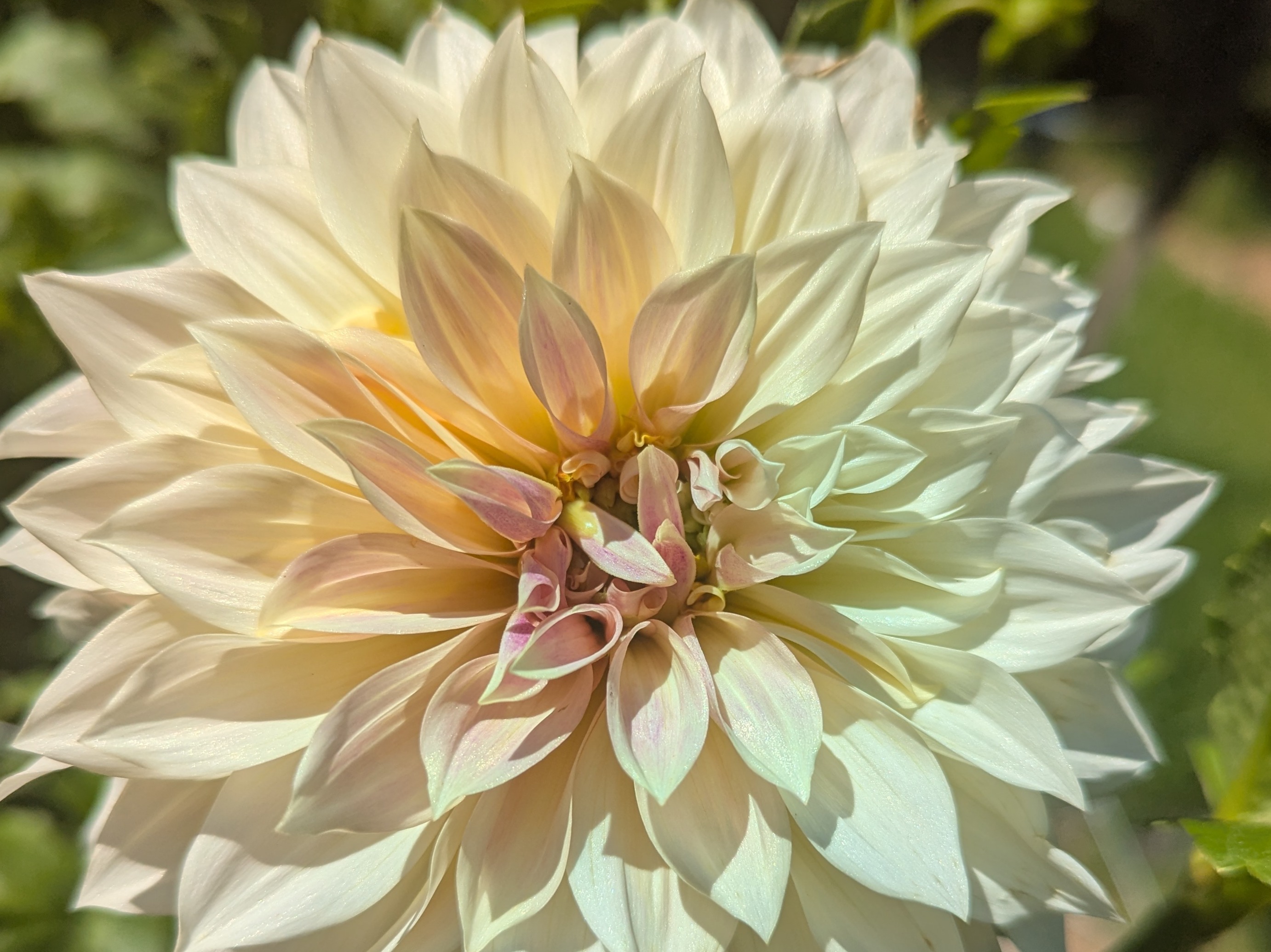 Thumbnail image 3 for Dahlias (single stem)