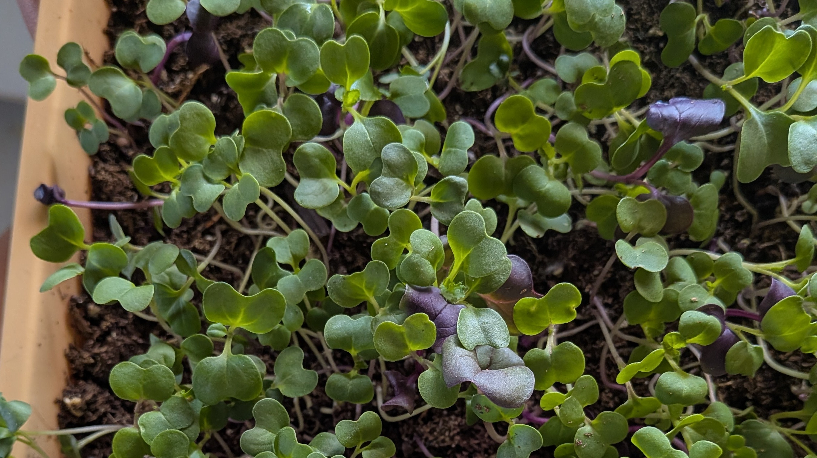 Beet Microgreens