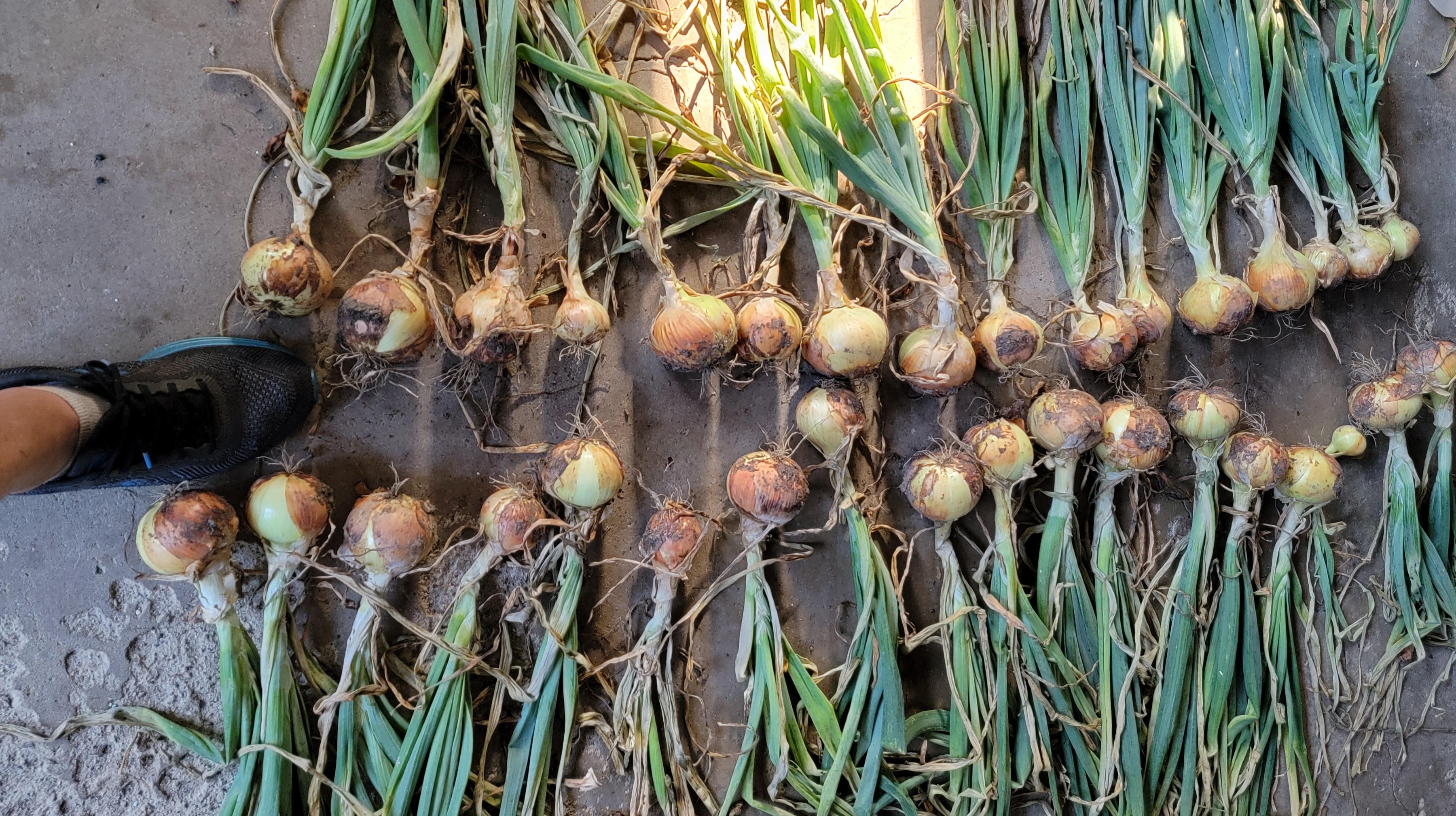 Freshly harvested dry onions. 