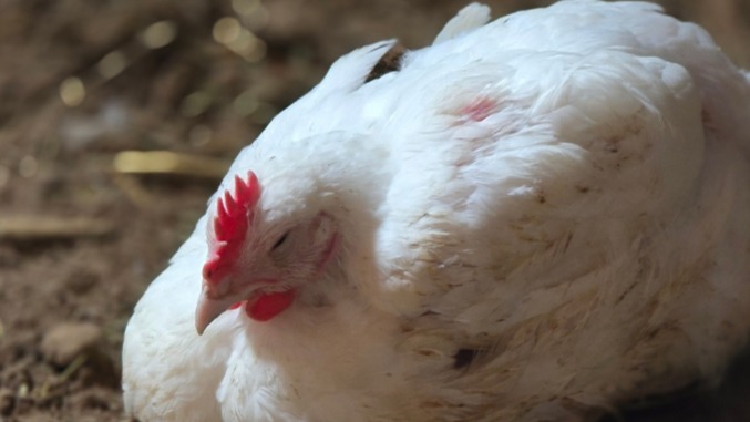 Thumbnail image 1 for Eggs