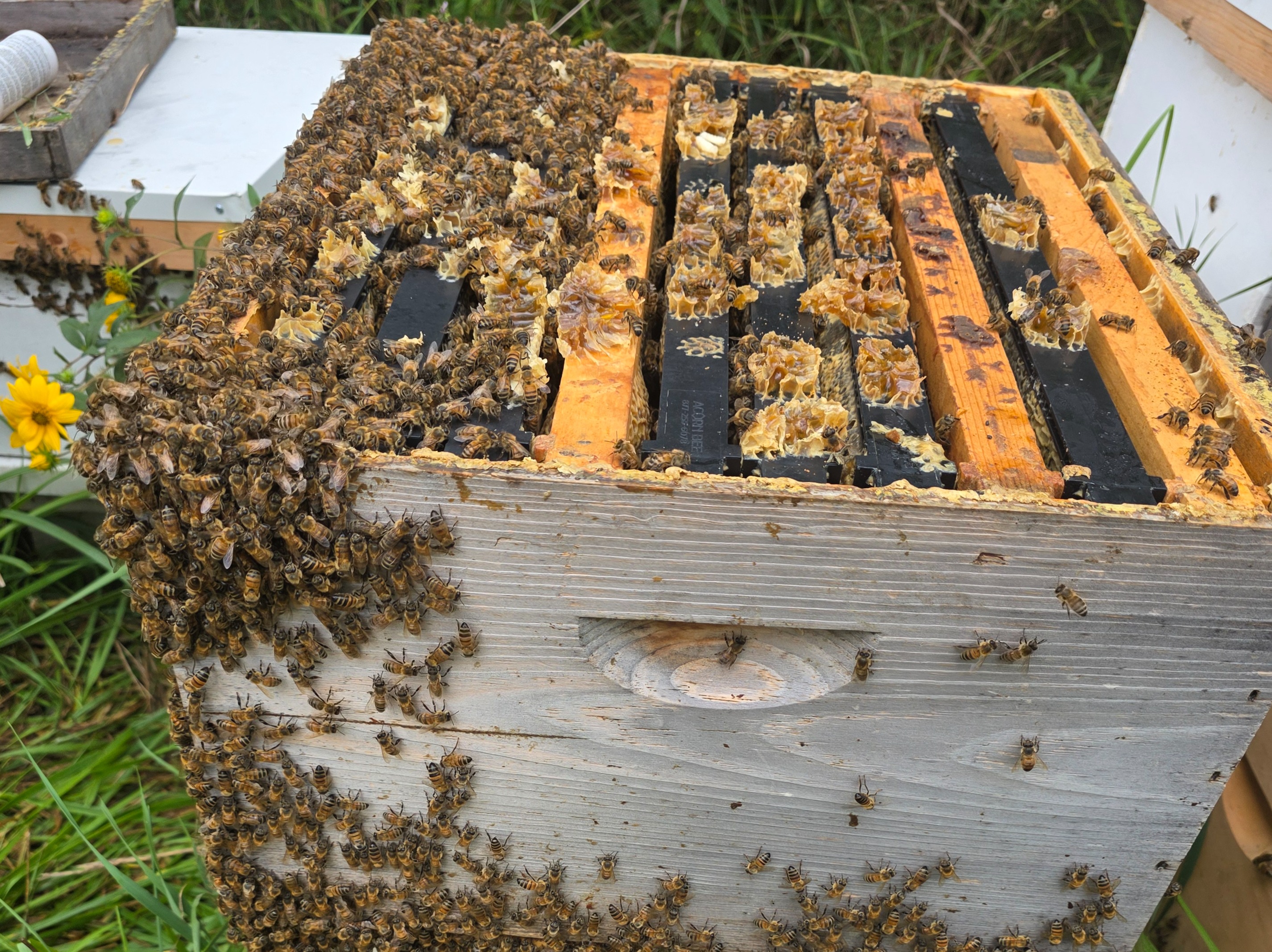 Local Honey