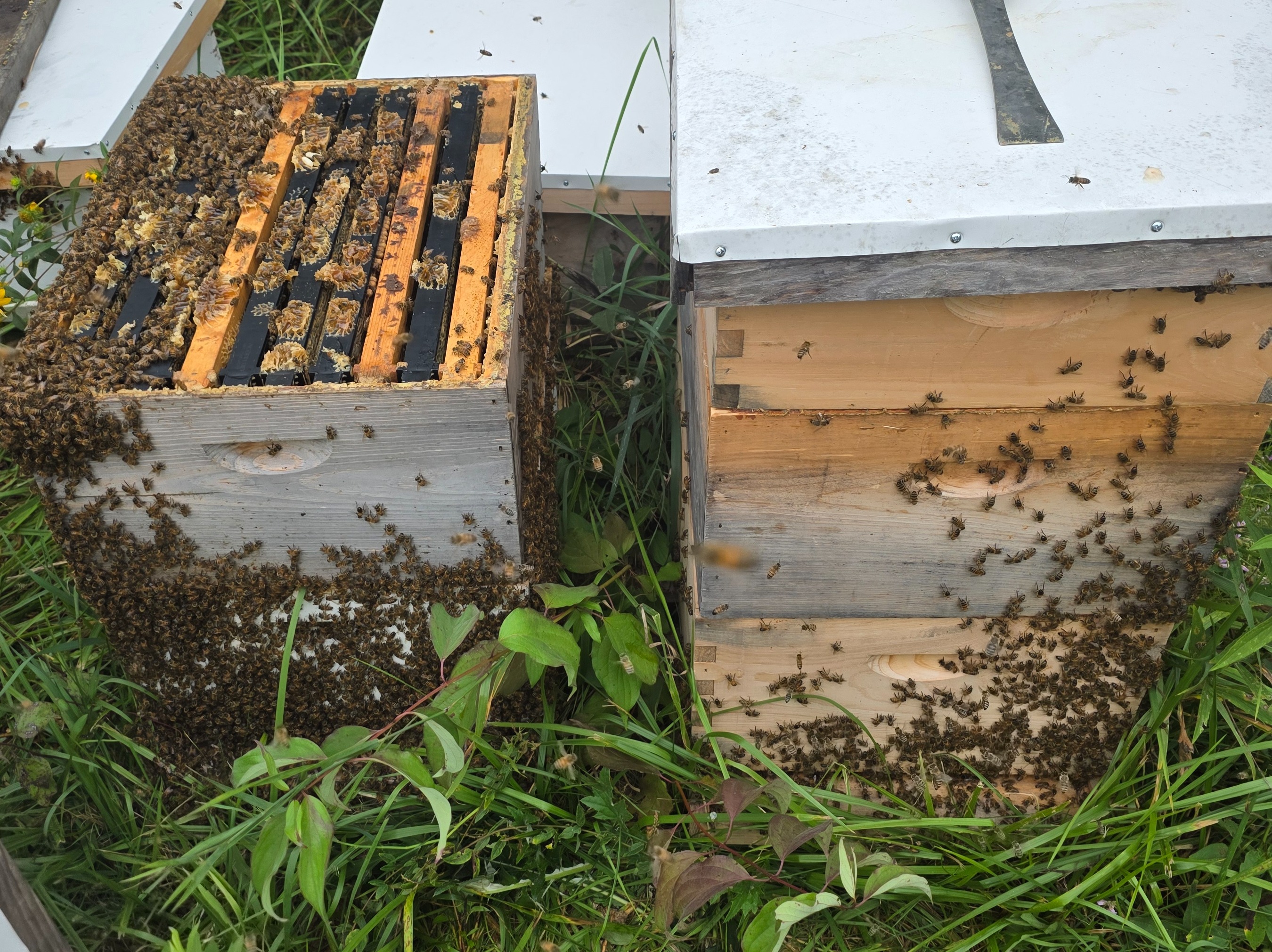 Thumbnail image 2 for Local Honey