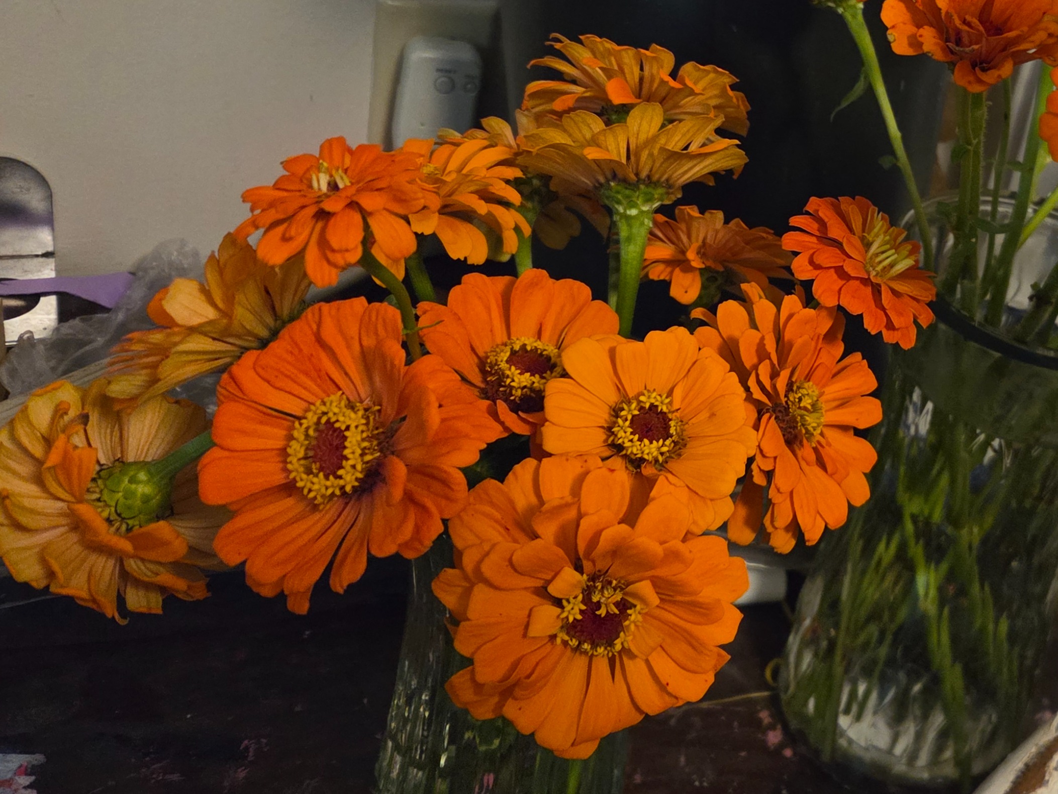 Thumbnail image 3 for Orange King Zinnias