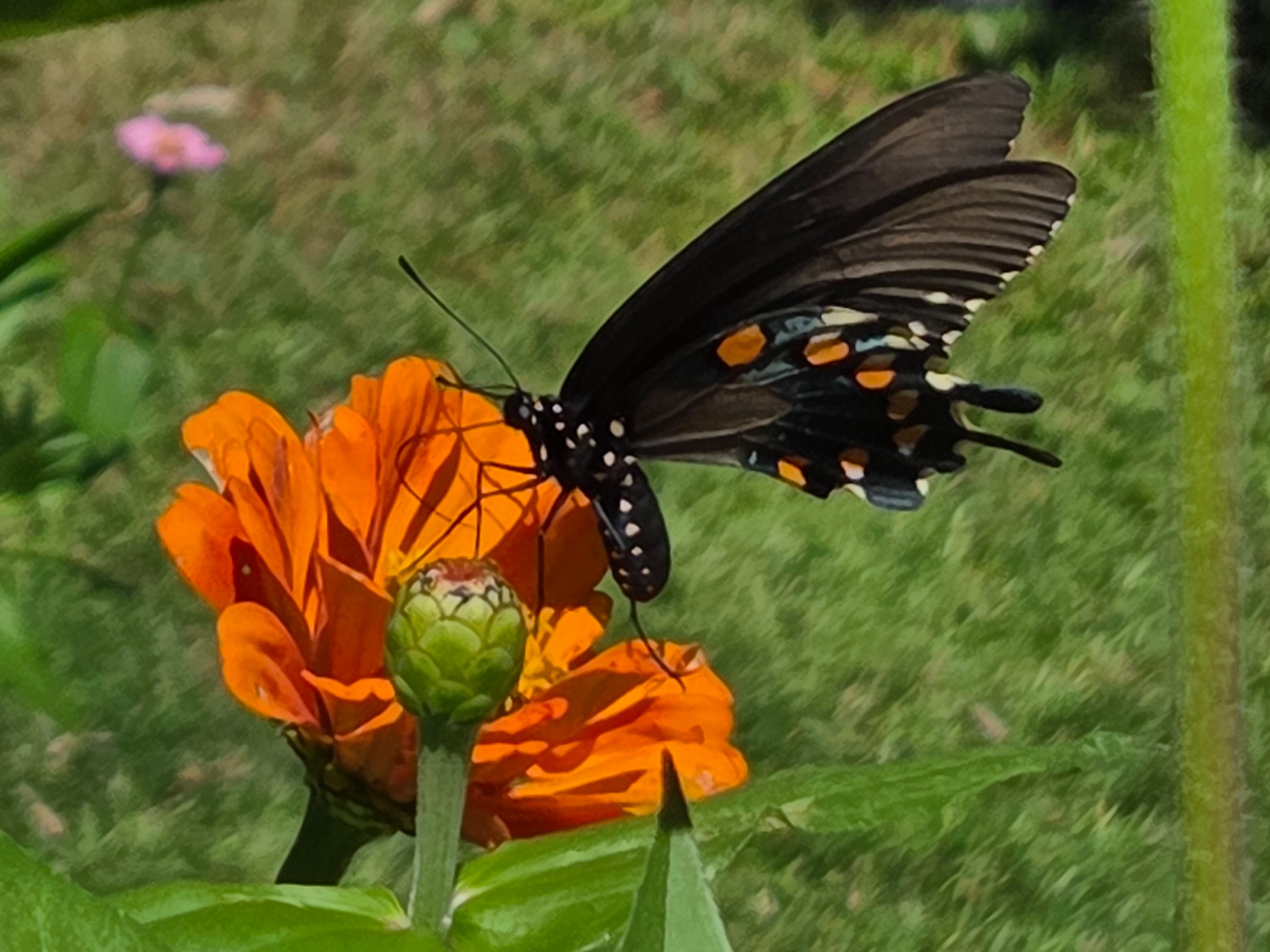 Thumbnail image 4 for Orange King Zinnias
