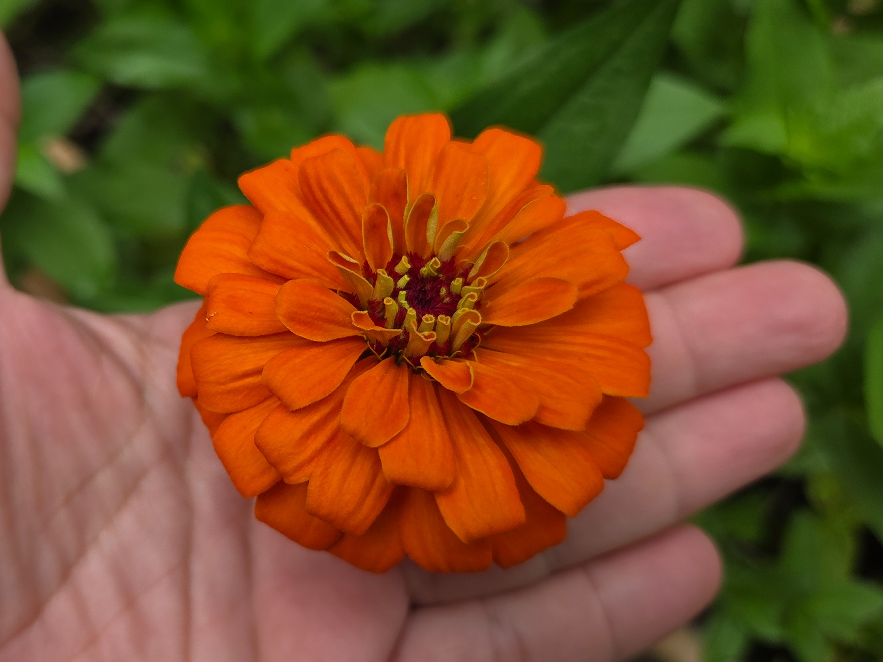 Thumbnail image 2 for Orange King Zinnias