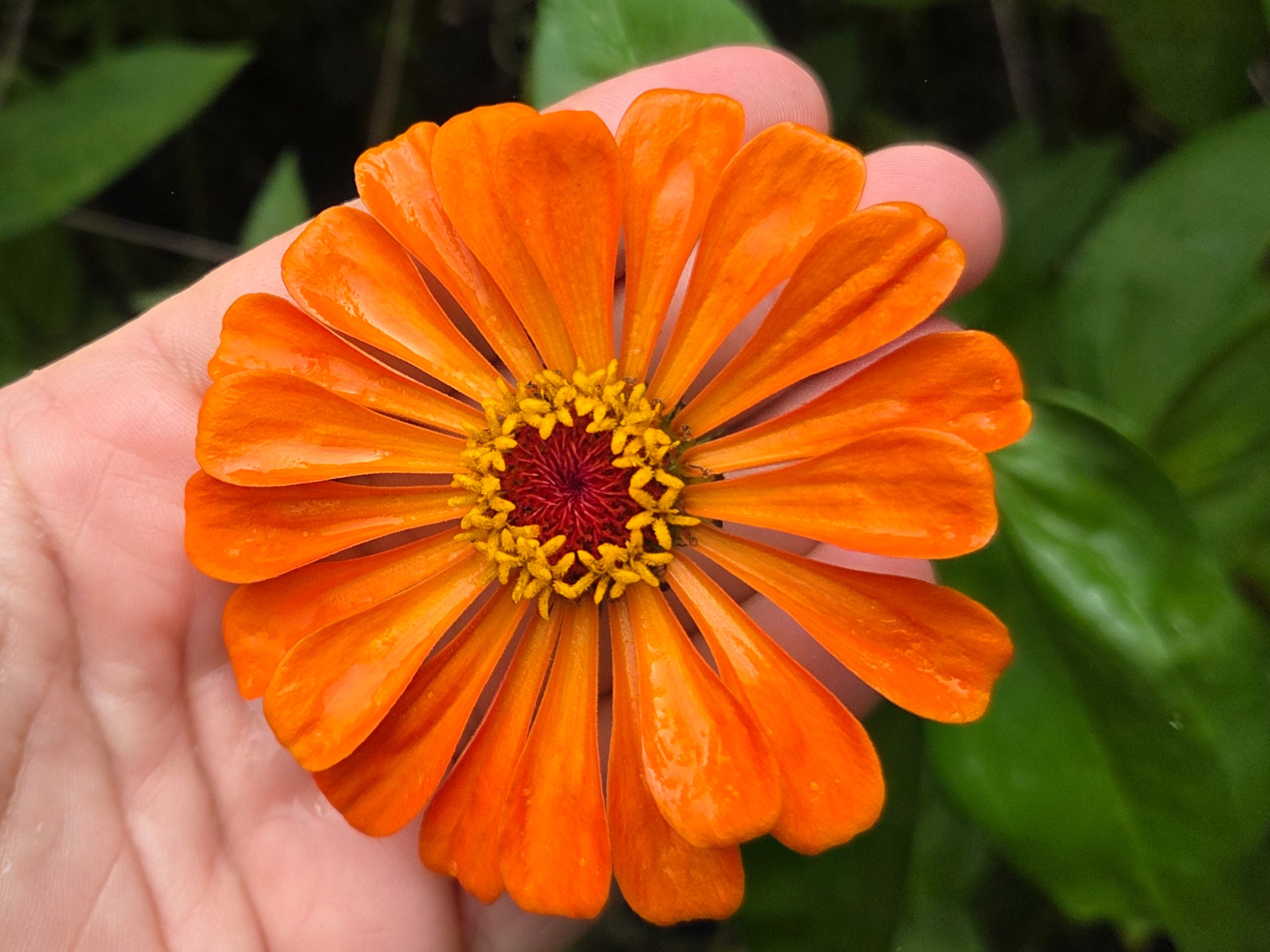 Orange King Zinnias