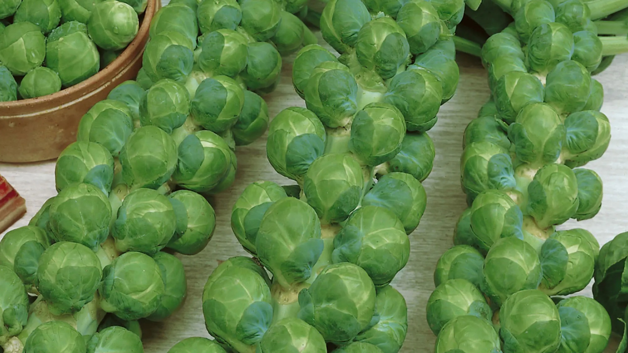 START - Brussels Sprouts - Green Gems