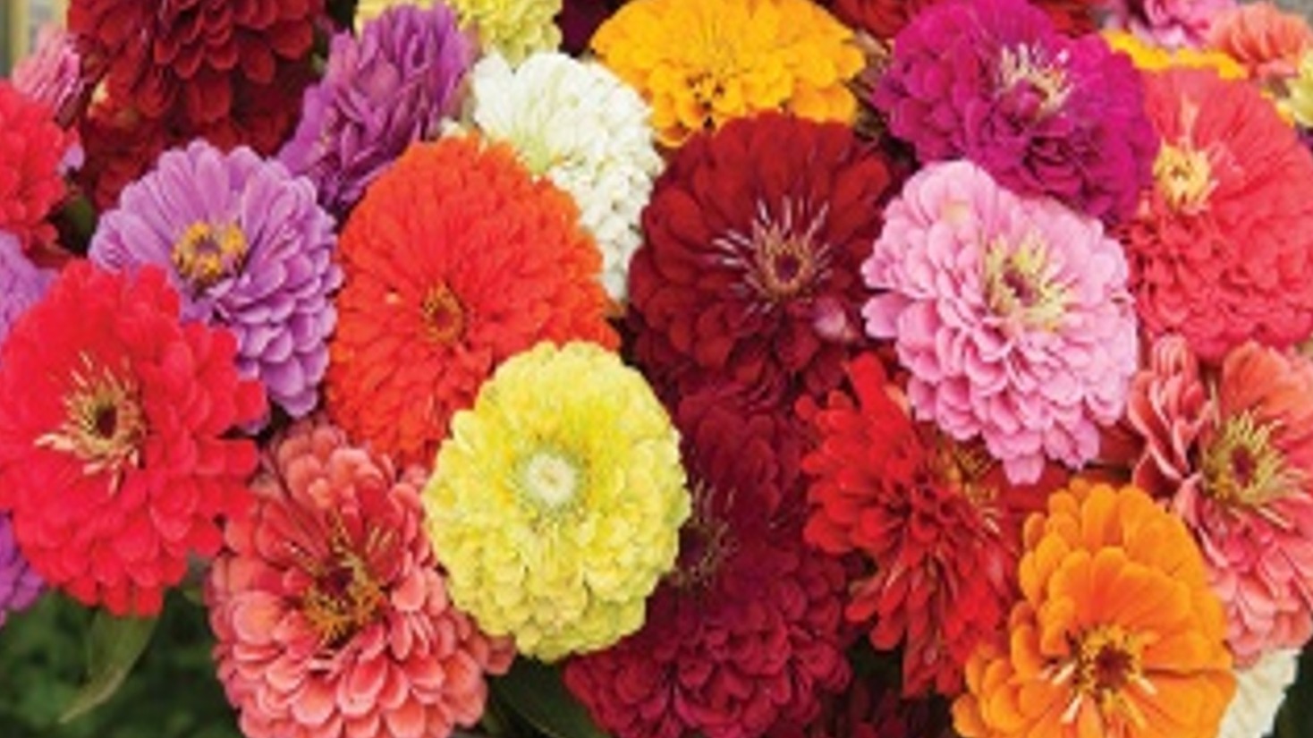 START - Zinnia - Benary's Giants