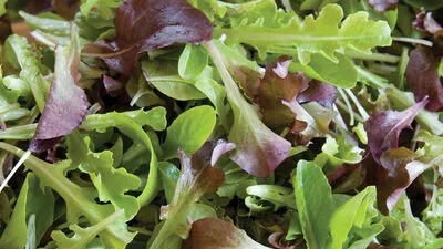 Salad Greens