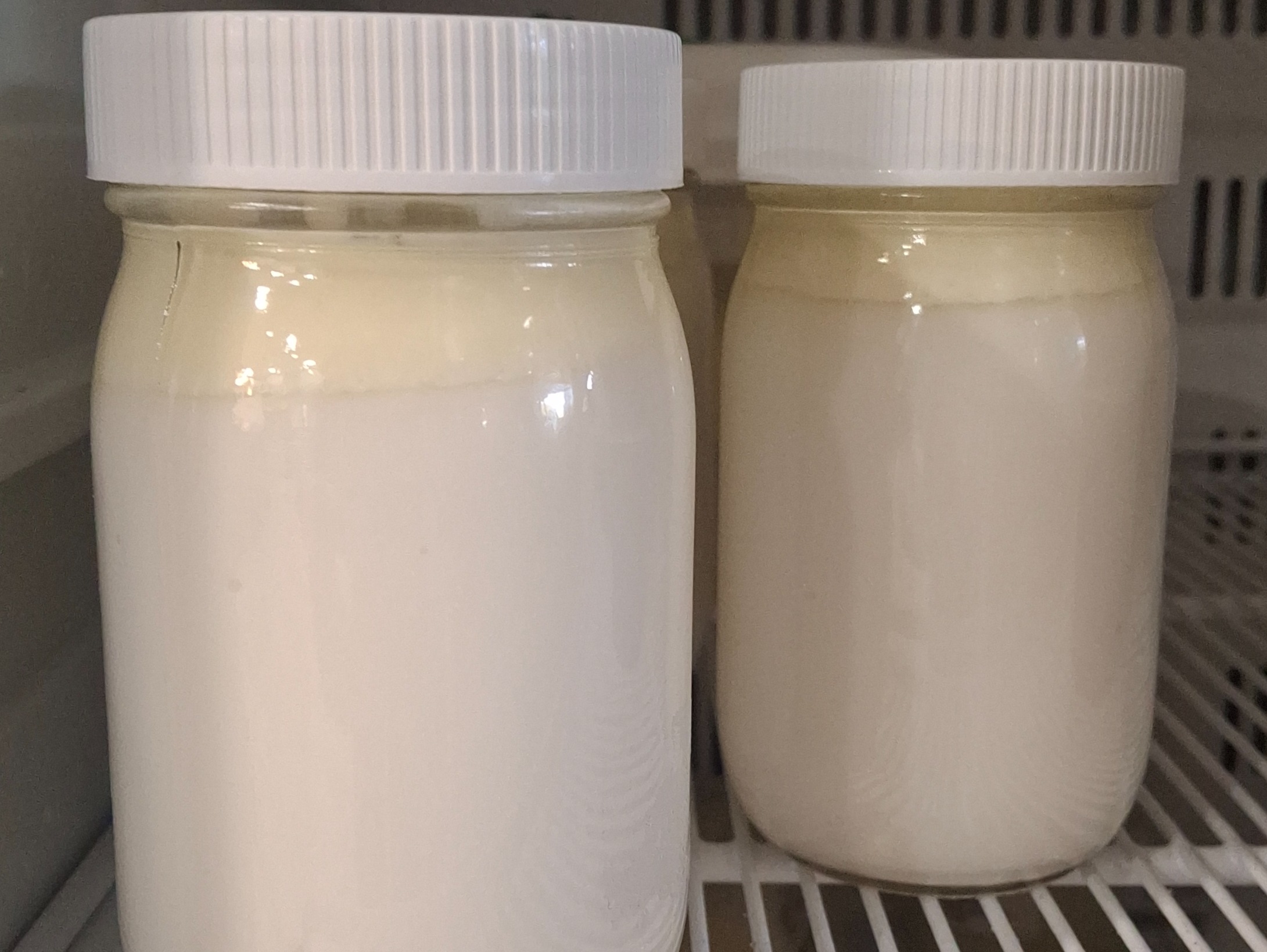 A2 Raw cow yogurt