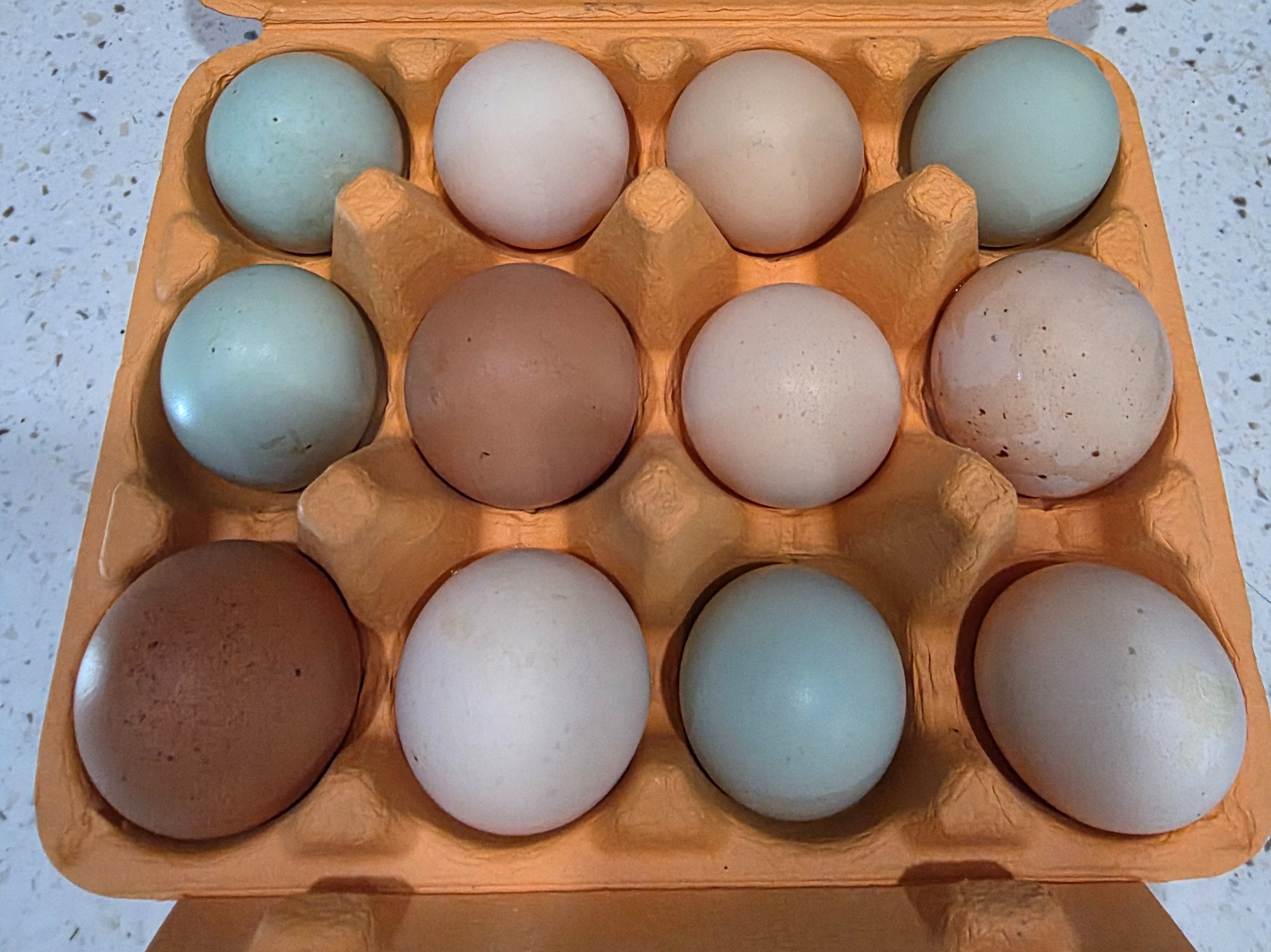 Pasture Raised Chicken Eggs 1 dozen