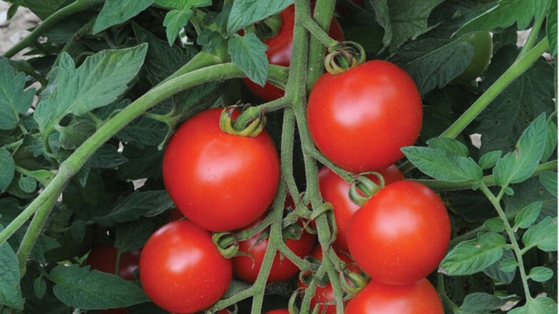 START - Tomato - Mountain Magic