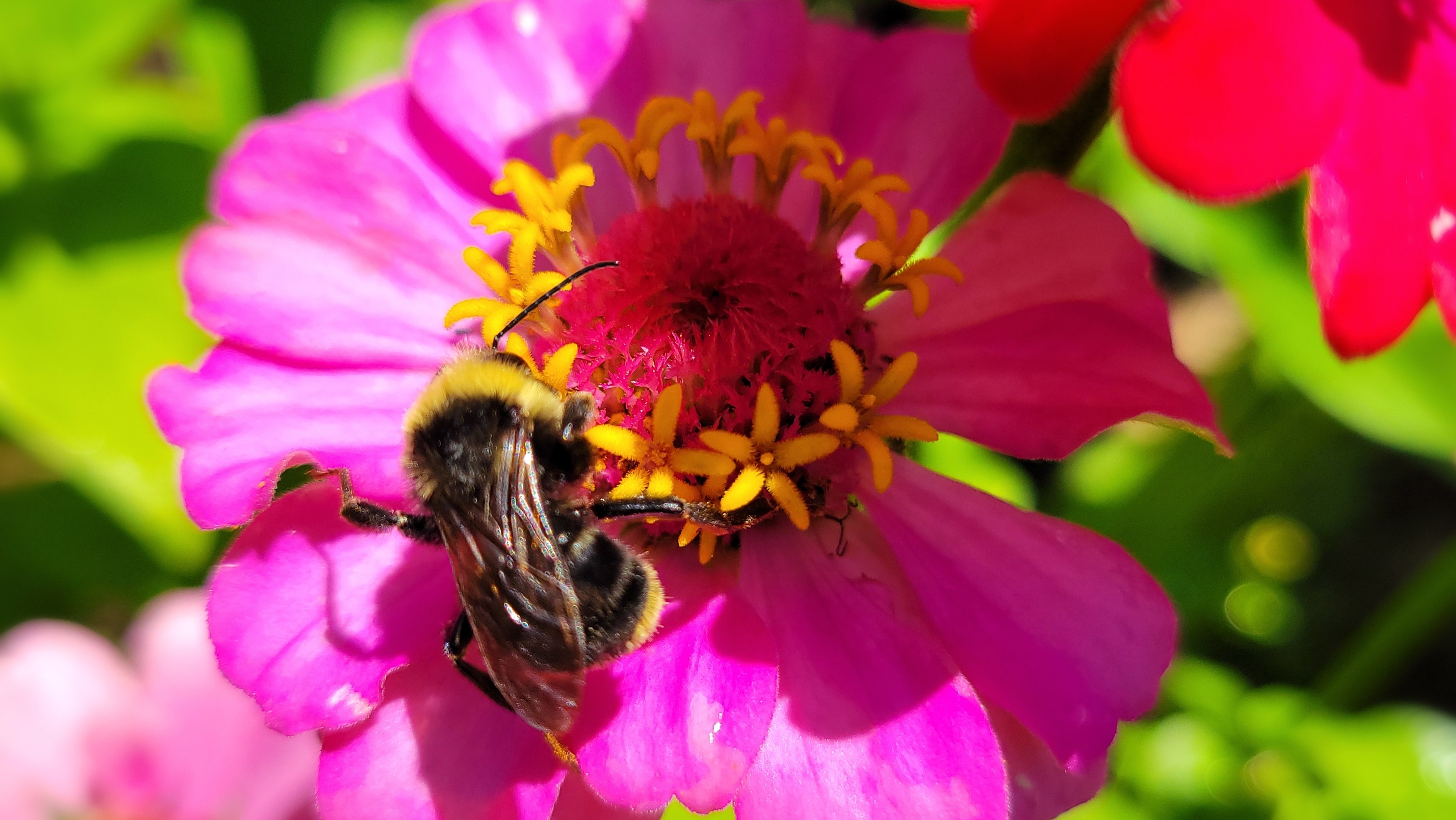 Zinnias