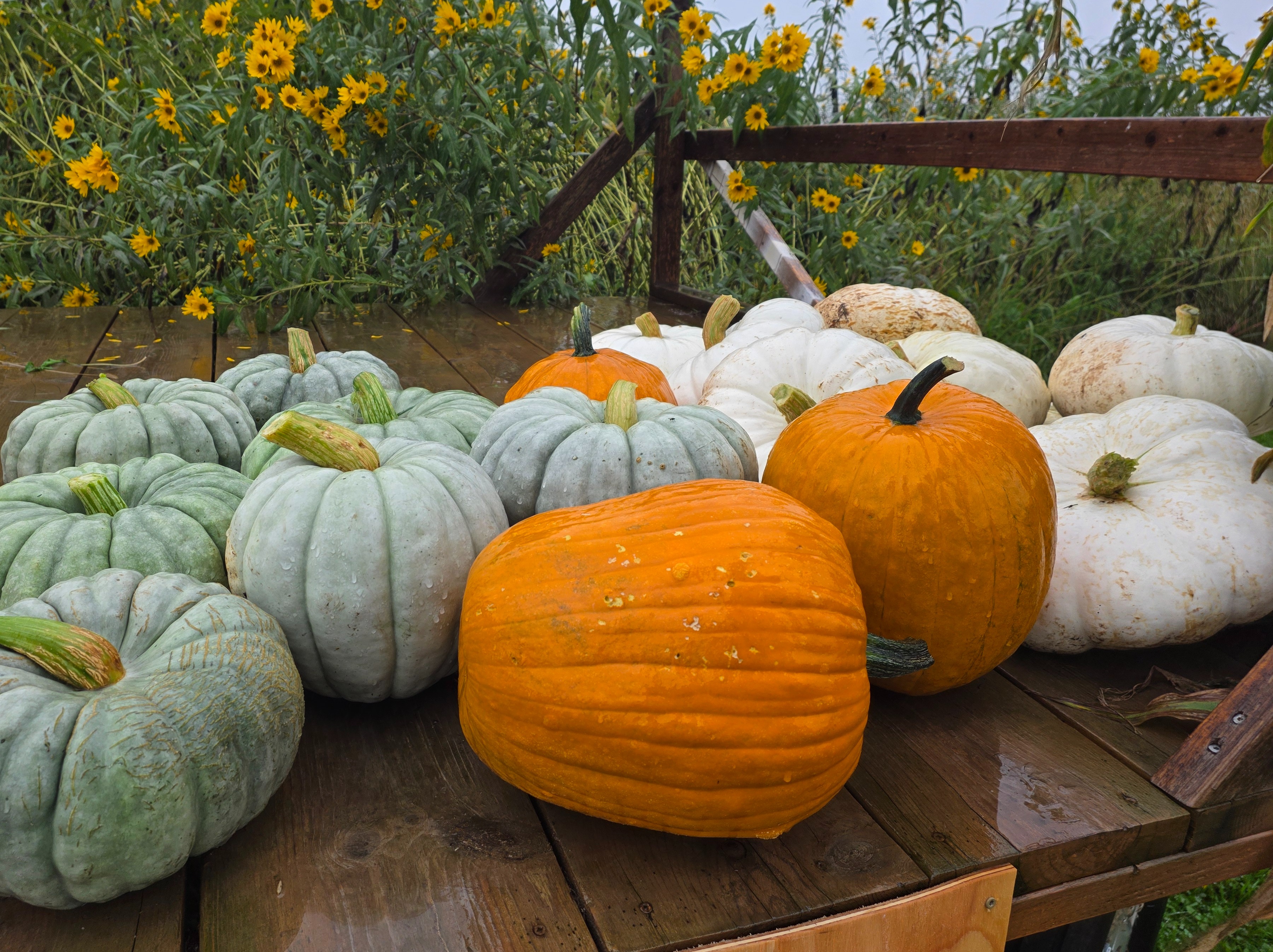 Medium Pumpkins