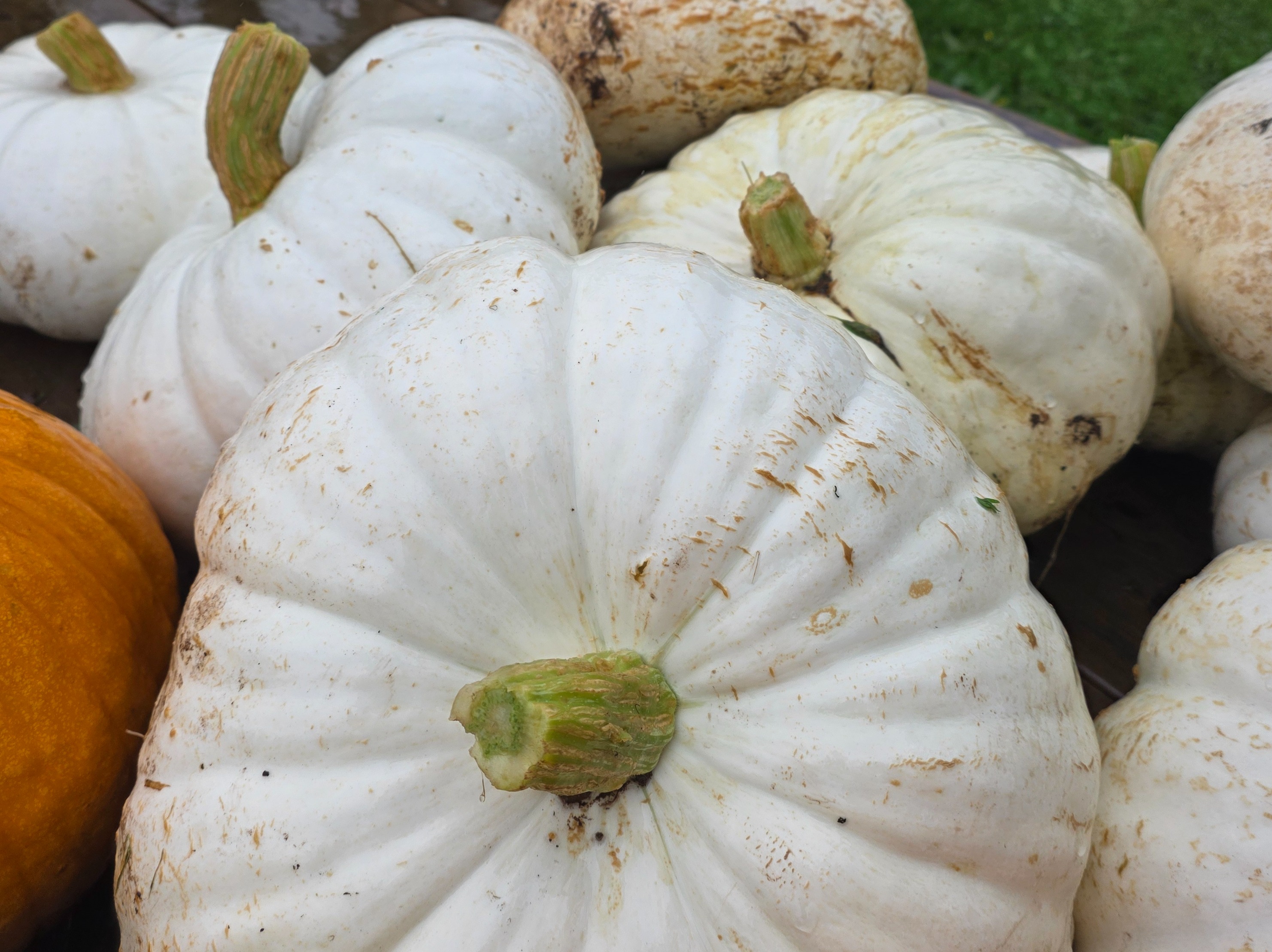 Thumbnail image 2 for Medium Pumpkins