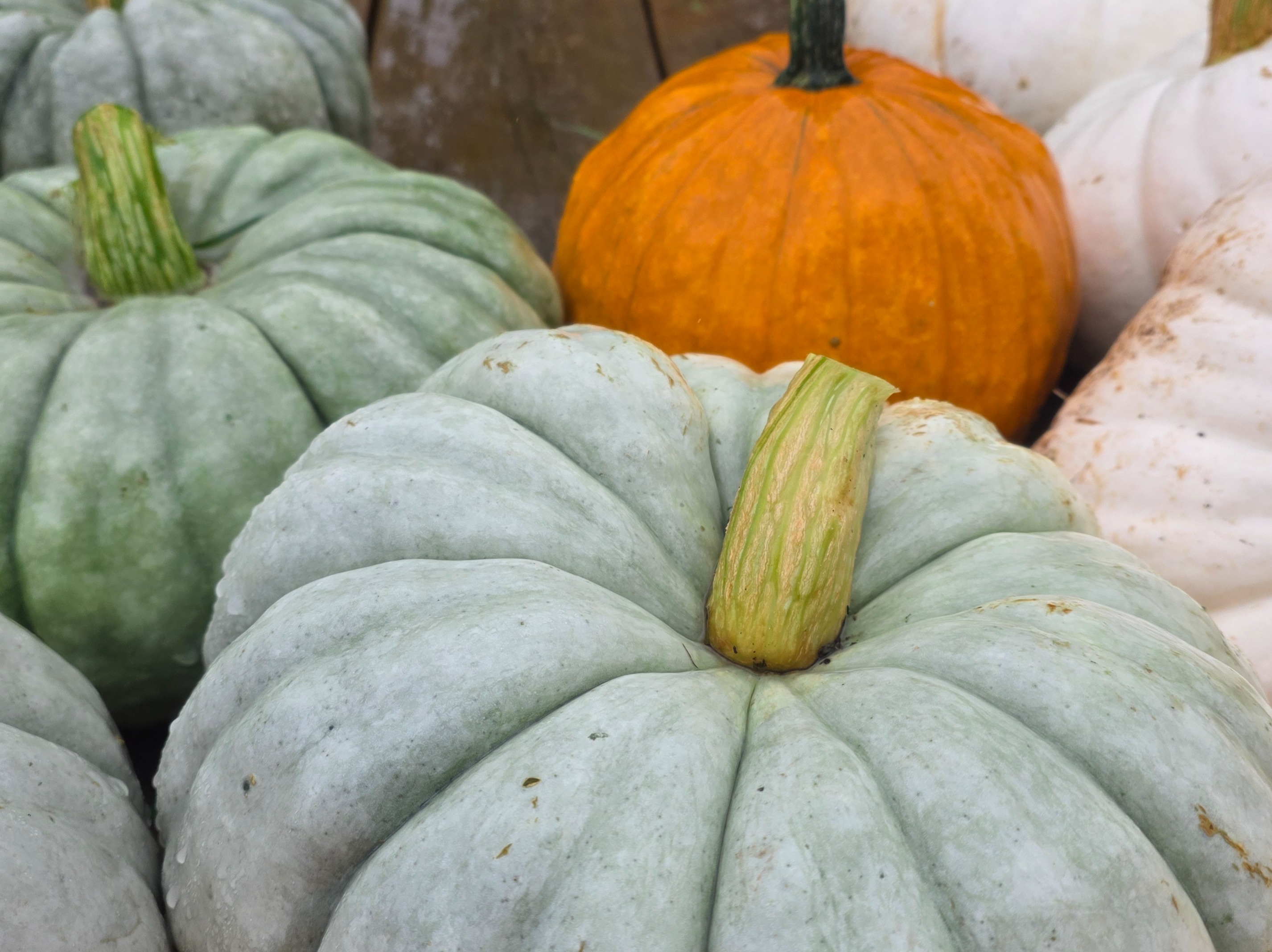 Thumbnail image 3 for Medium Pumpkins