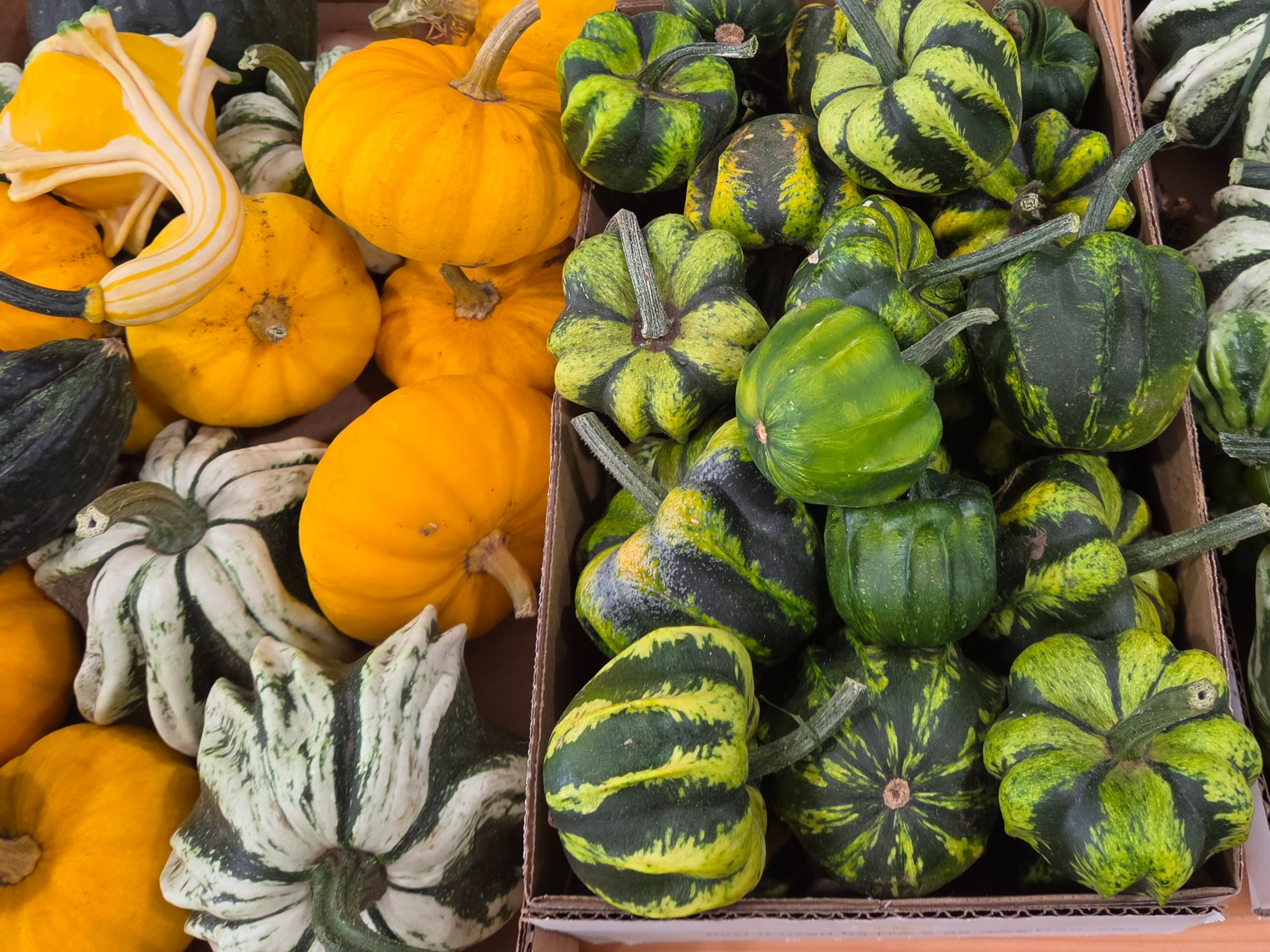 Decor - Decorative Gourds