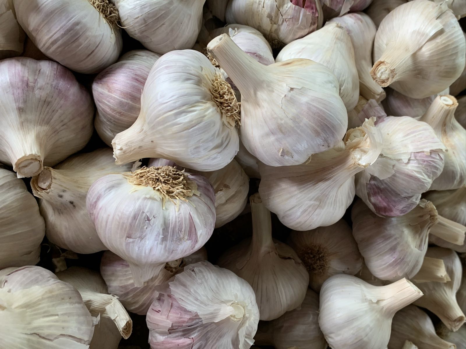 Garlic 